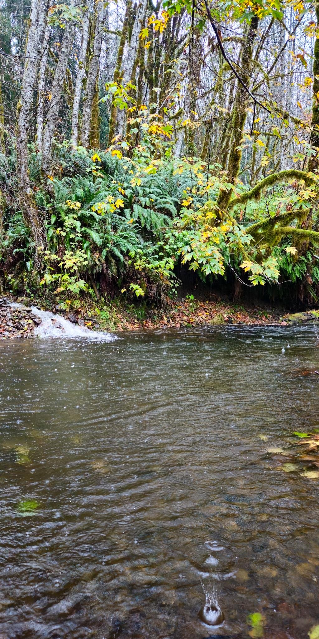 Shallow stream in the foreground with rippling water and raindrop splashes, bordered by a rocky bank and dense ferns; moss-covered trees and branches with yellow-green autumn leaves fill the background.