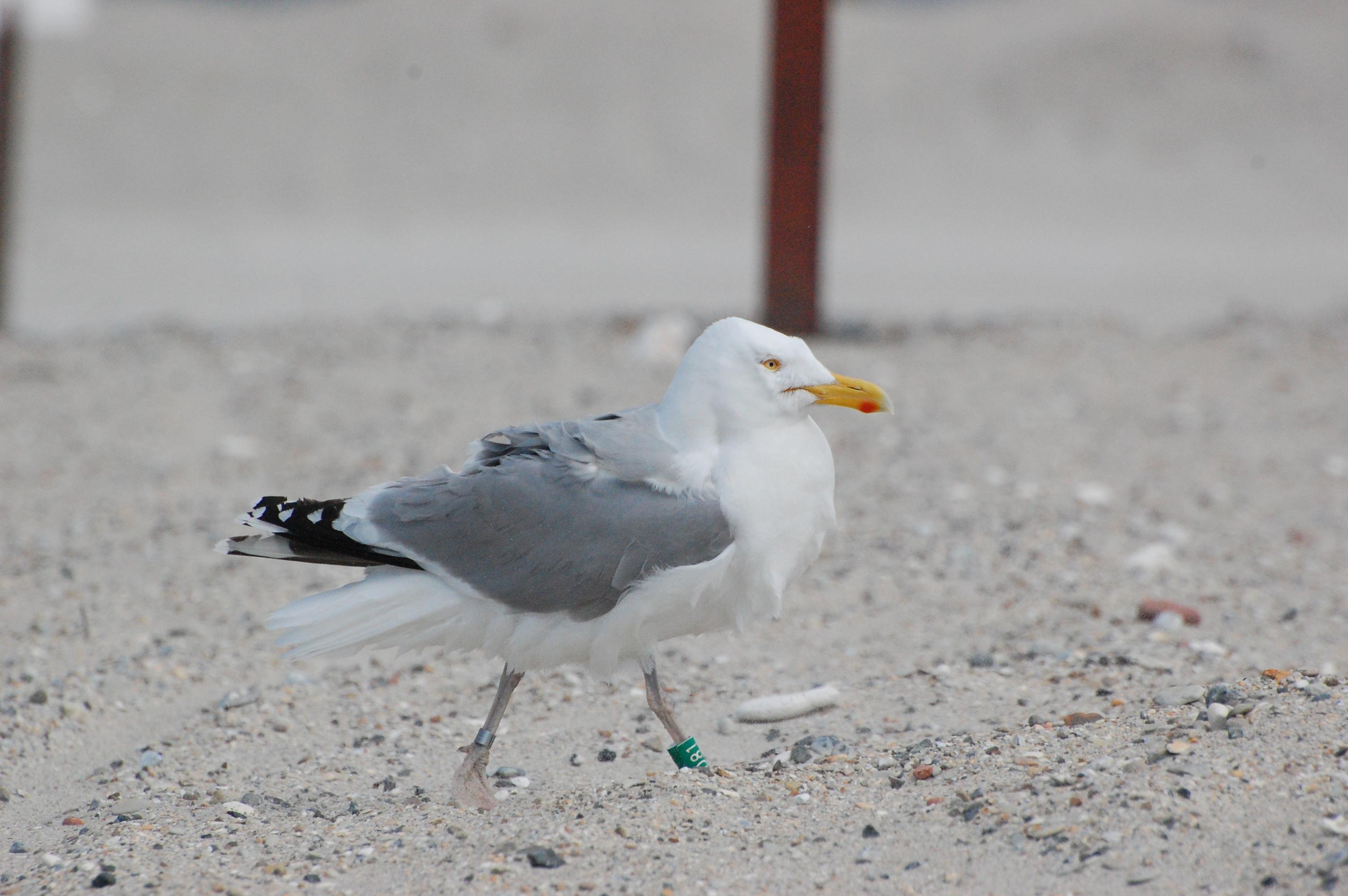Seagull standing on sandy ground with a gray body and white head, yellow beak, and black tail feathers. The bird’s left leg has a green identification band. The background is blurred, showing sand and indistinct shapes.
