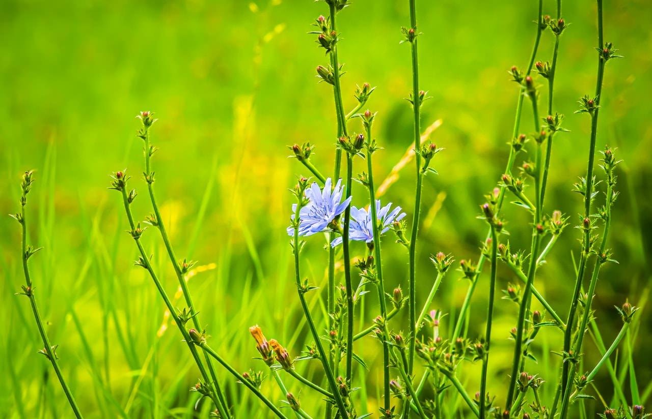 Tall green stems with small buds and a few vibrant blue flowers, set against a blurred green background. The flowers are concentrated toward the center, with delicate petals and a soft, feathery appearance. Grass surrounds the stems, adding to the natural, serene scene.