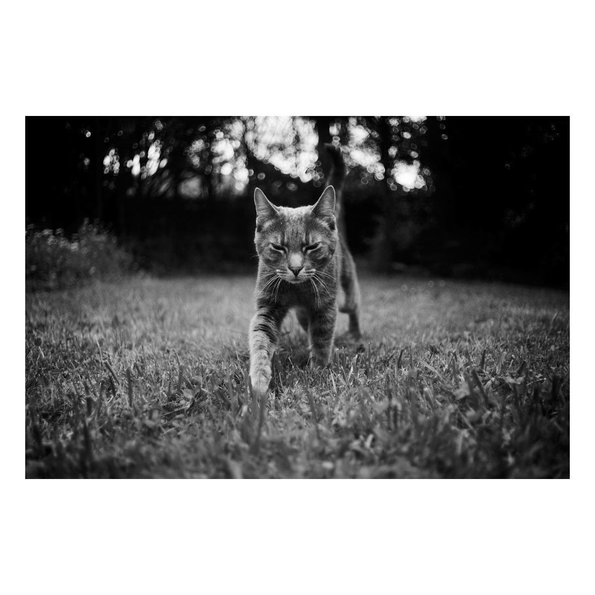The image shows a black-and-white photograph of a cat walking on grass. The cat appears to be in mid-step, with its front paw slightly lifted, and it's walking towards the camera. The background is out of focus, emphasizing the cat as the main subject. The scene appears to be outdoors.