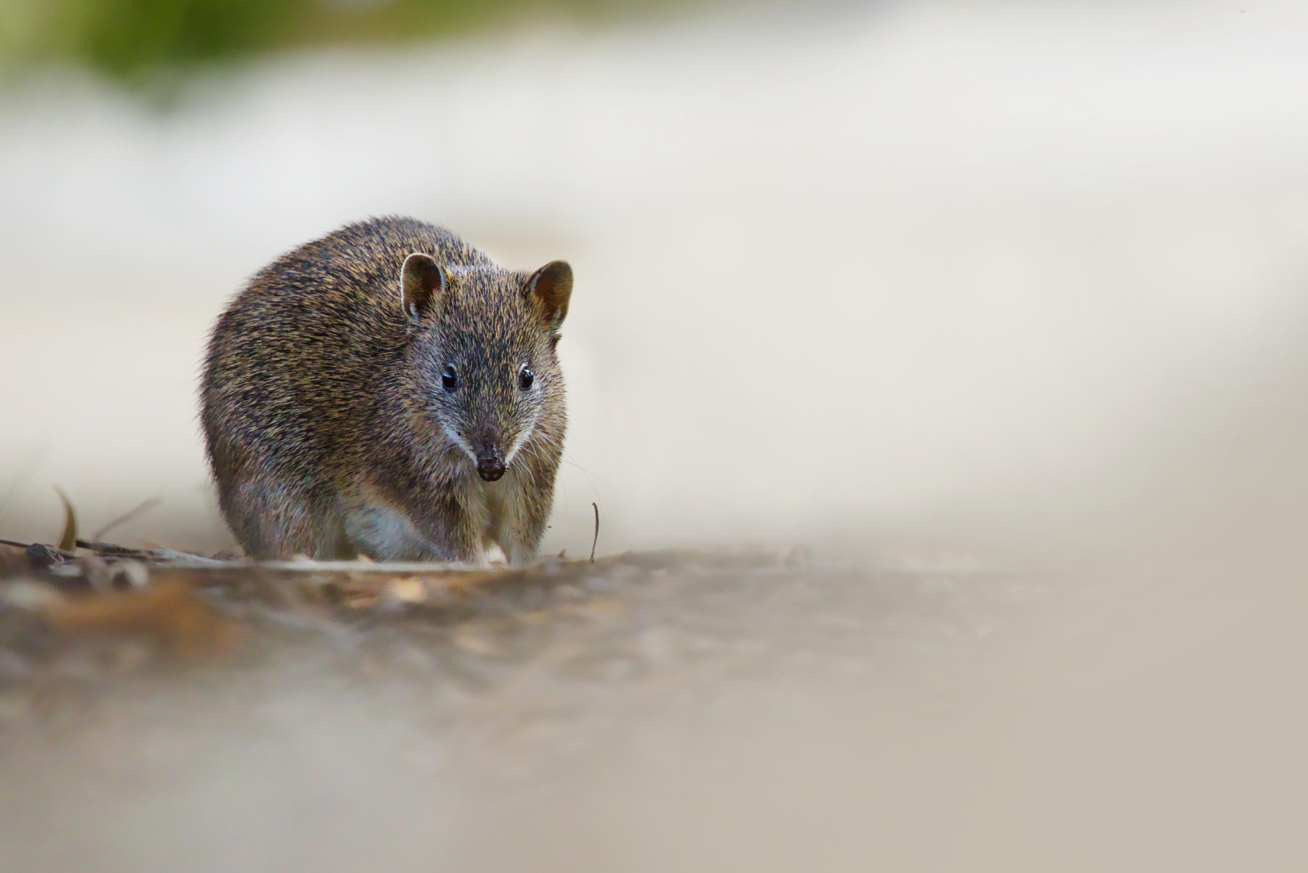 A Bandicoot with rounded ears and whiskers standing on sandy ground, photographed low to the surface with a blurred background.