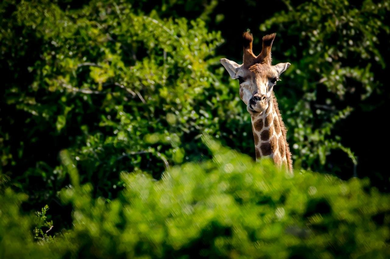 The image shows a giraffe peeking through dense greenery. The giraffe's head and part of its neck are visible, with lush green foliage surrounding it.