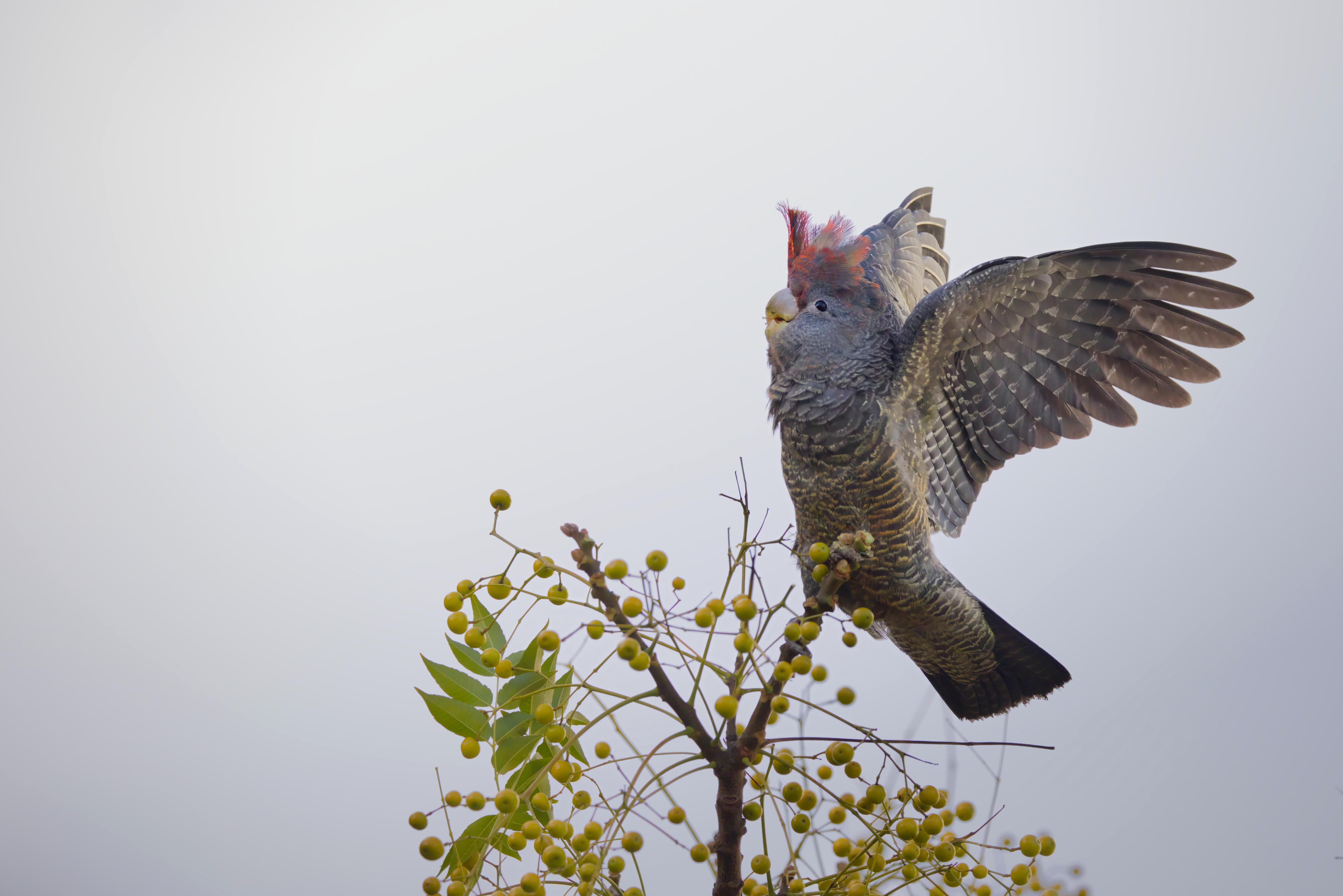 A Gang-gang Cockatooflares its wings while landing on the top of a thin tree branch with green leaves and clusters of round yellow berries against a pale sky.