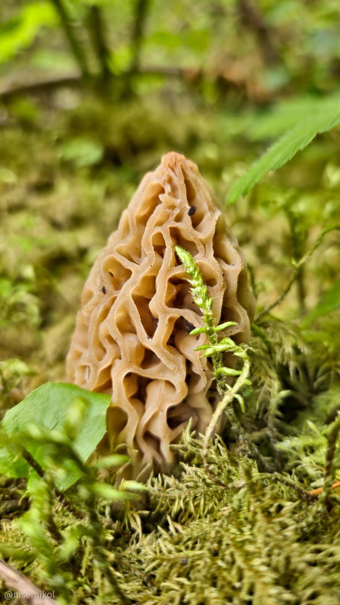 Conical mushroom with a pitted, honeycomb-like surface, surrounded by green moss and leaves. Blurred background features more greenery, indicating a forest or natural setting.