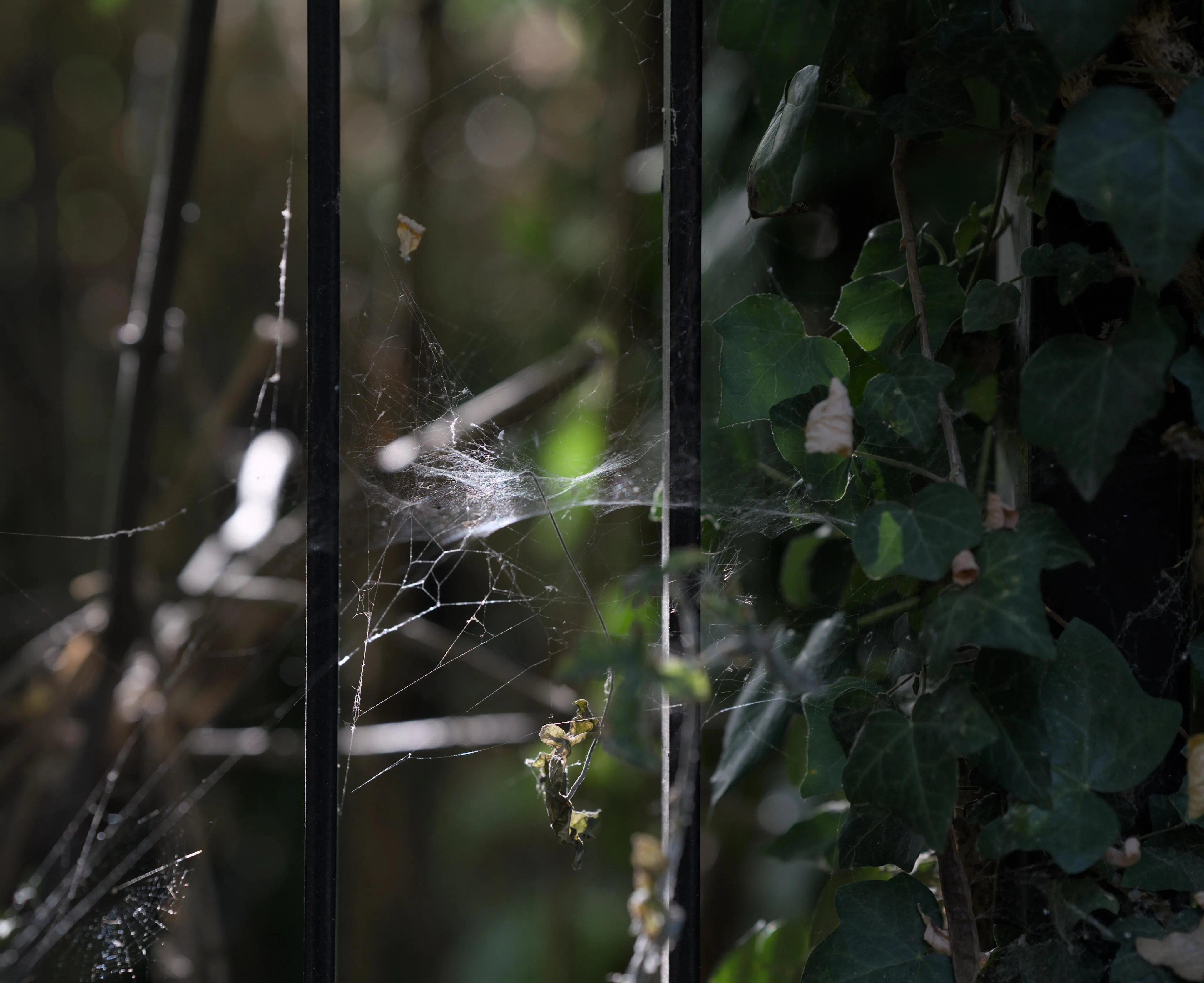 Photograph of a spider web woven between two thin metallic vertical black bars. Sunlight is hitting the spider web. On the right hand side of the picture, dark green ivy leaves are covering a wider metallic black surface. Greenery covers the out-of-focus background.