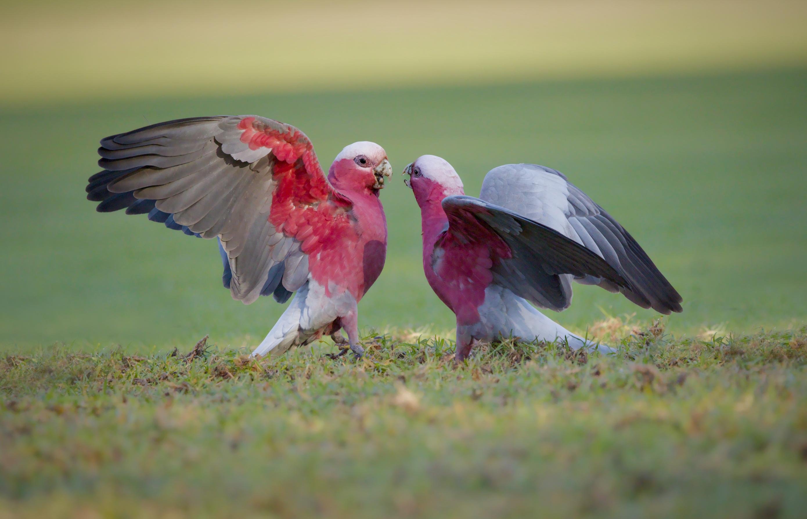 Two male galahs on grass facing each other, one with wings spread wide and the other with wings partly open, against a blurred green background.