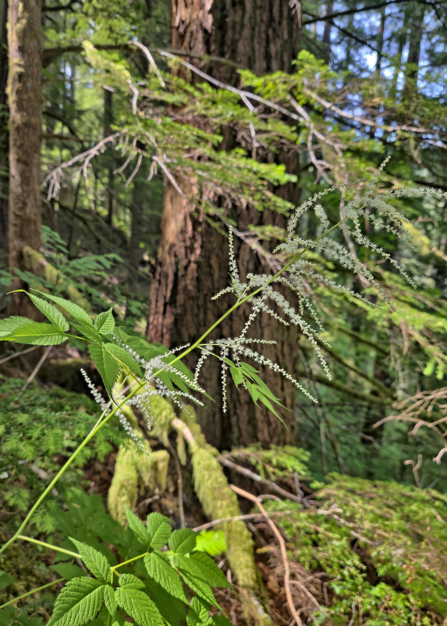 Tall, slender plant with small white flowers and green leaves in a dense forest setting. Background includes large tree trunks, moss-covered branches, and various shades of green foliage. Sunlight filters through, casting light and shadows on the forest scene.