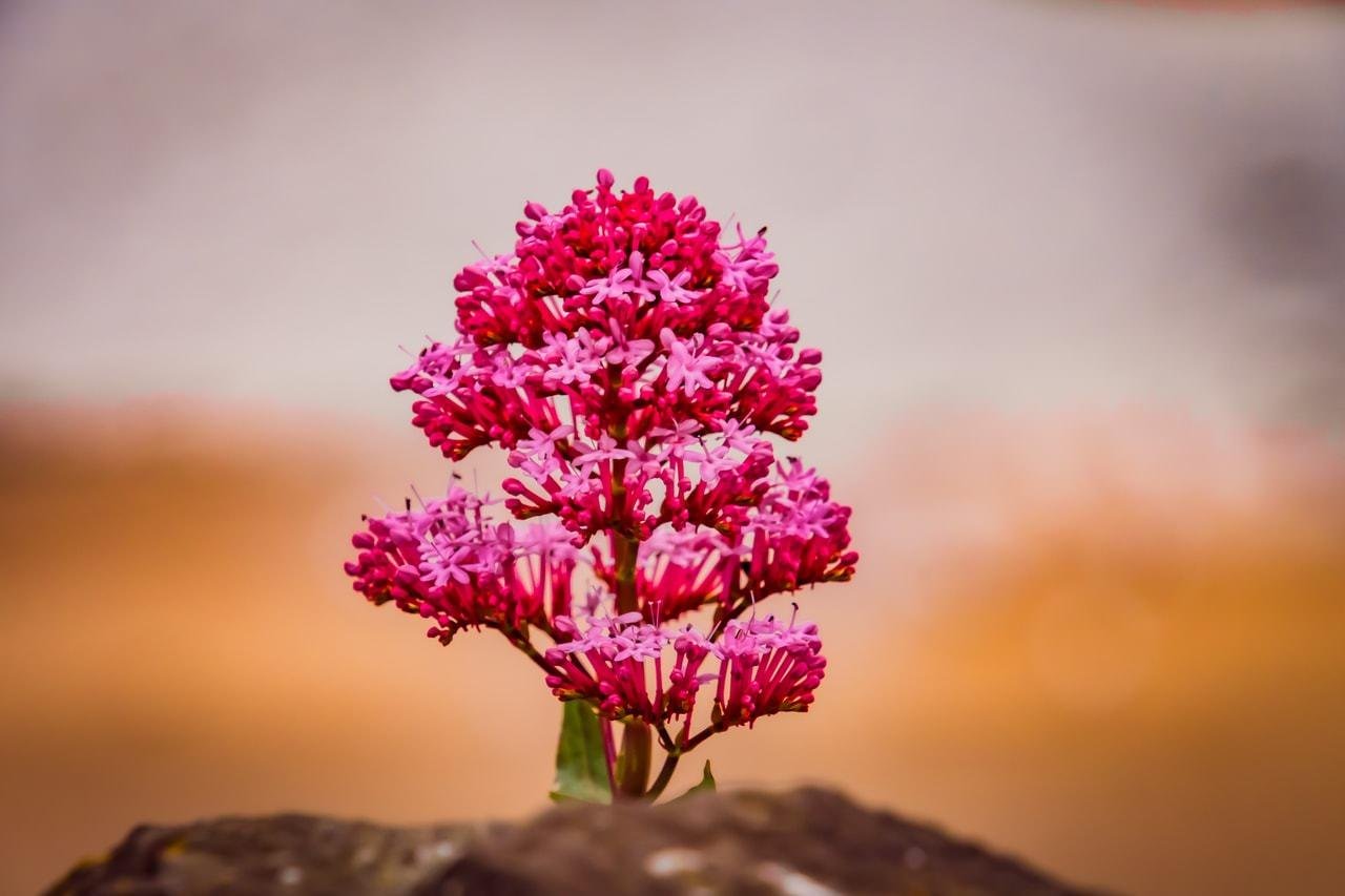 The image shows a close-up of a pink flower with a cluster of small blooms. It is growing from a rocky surface, and the background is blurred, highlighting the flower in the foreground.