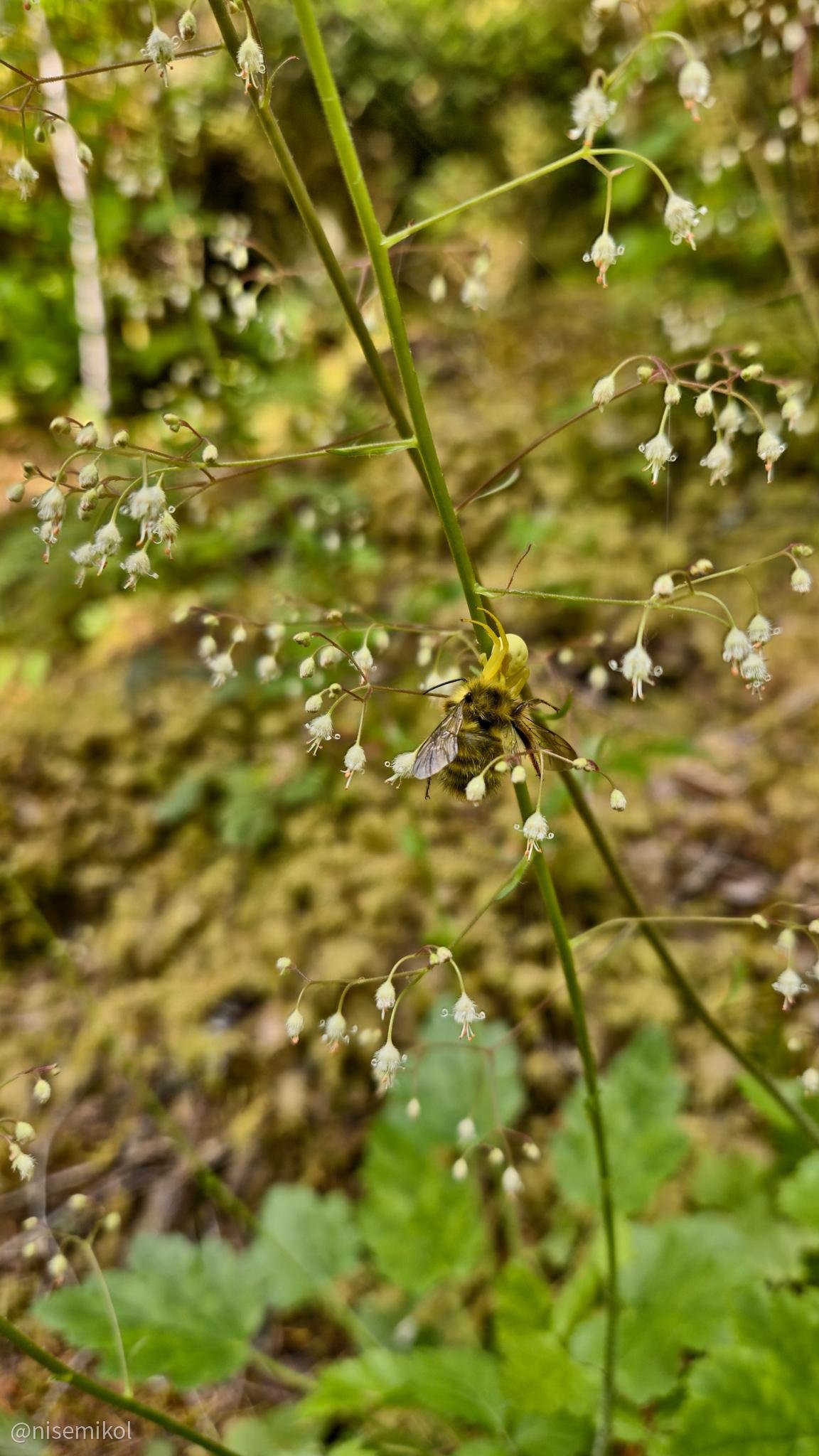 Yellow crab-spider feeding on a bee amidst delicate, small white blooms with long stems. The background is a mix of green foliage and blurred natural surroundings.