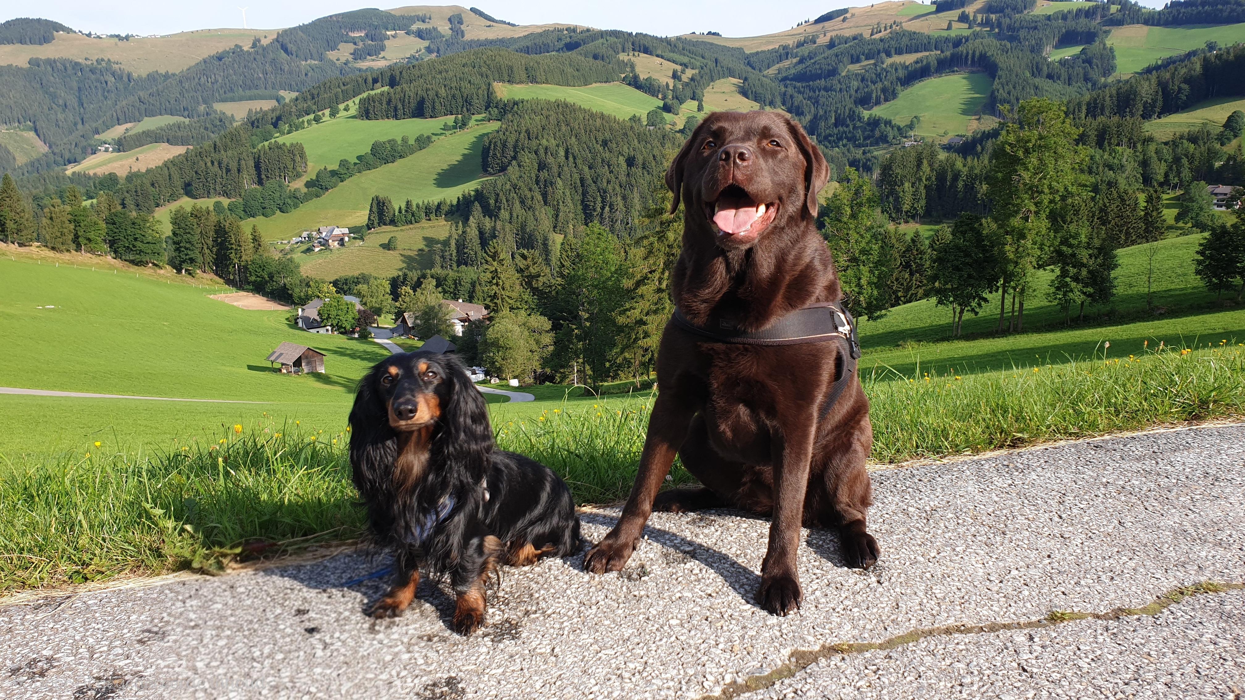 A bright summer photo taken in August 2019 in Brandlucken, Steiermark, Austria, showing Bas and Arwen sitting on a quiet mountain roadside with the sweeping green slopes of the Sommeralm behind them. On the left sits little Bas, a long-haired black-and-tan Dachshund, his glossy coat catching the sun as he looks calmly at the camera. Beside him, on the right, sits Arwen, a larger chocolate-brown Labrador, happily panting with her mouth open and tongue out, her harness visible against her deep fur. Behind them, the rolling Alpine landscape stretches into the distance: patchworks of bright green meadows, scattered farmhouses, dark evergreen forests, and smooth mountain ridges under a clear blue sky. The late-afternoon light gives the scene a warm, peaceful glow, capturing a joyful moment in the Austrian mountains with both dogs enjoying their walk.