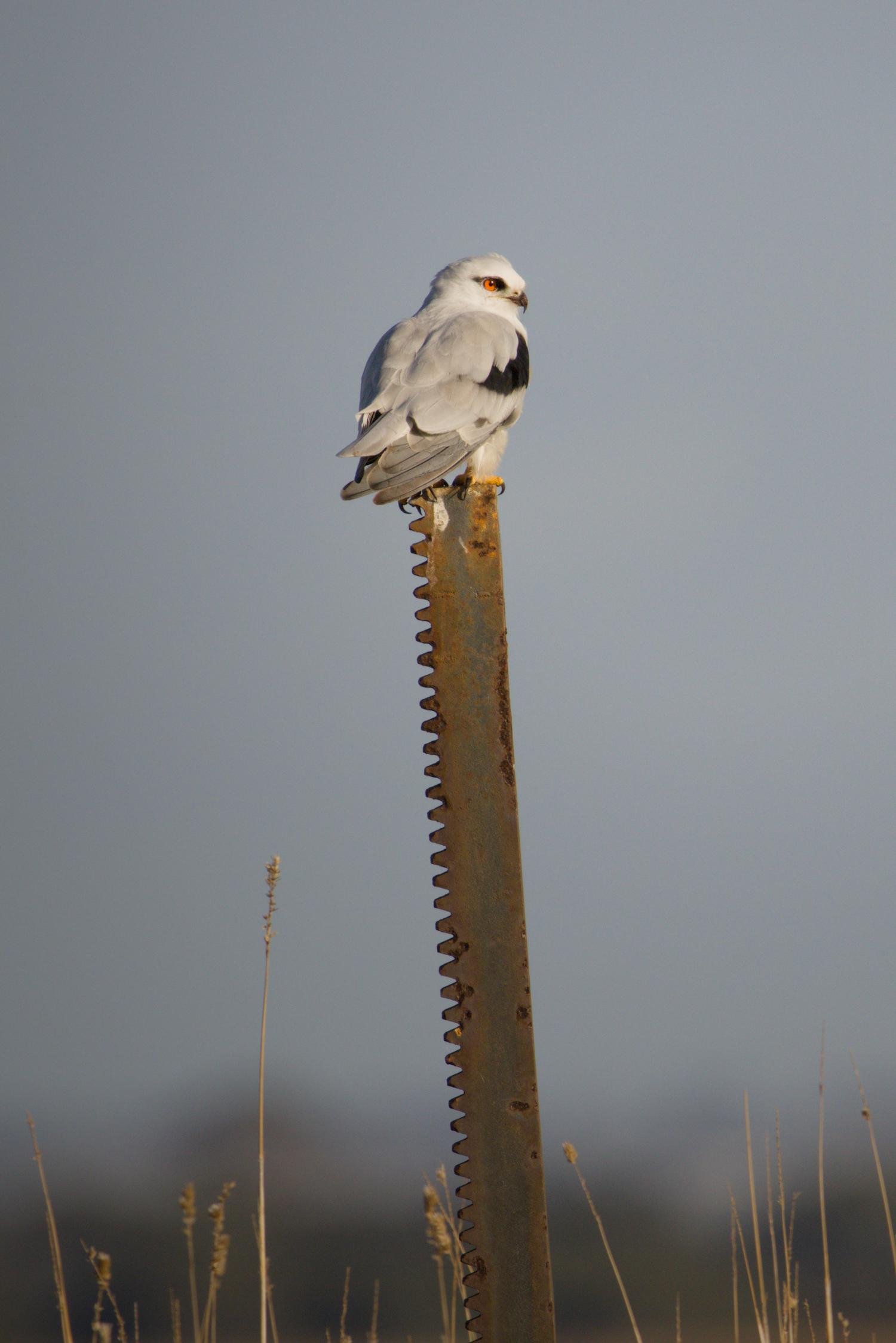 A blackshouldered kite perched on top of a tall rusty metal post with jagged edges, against a clear gray-blue sky with blurred grasses at the bottom.