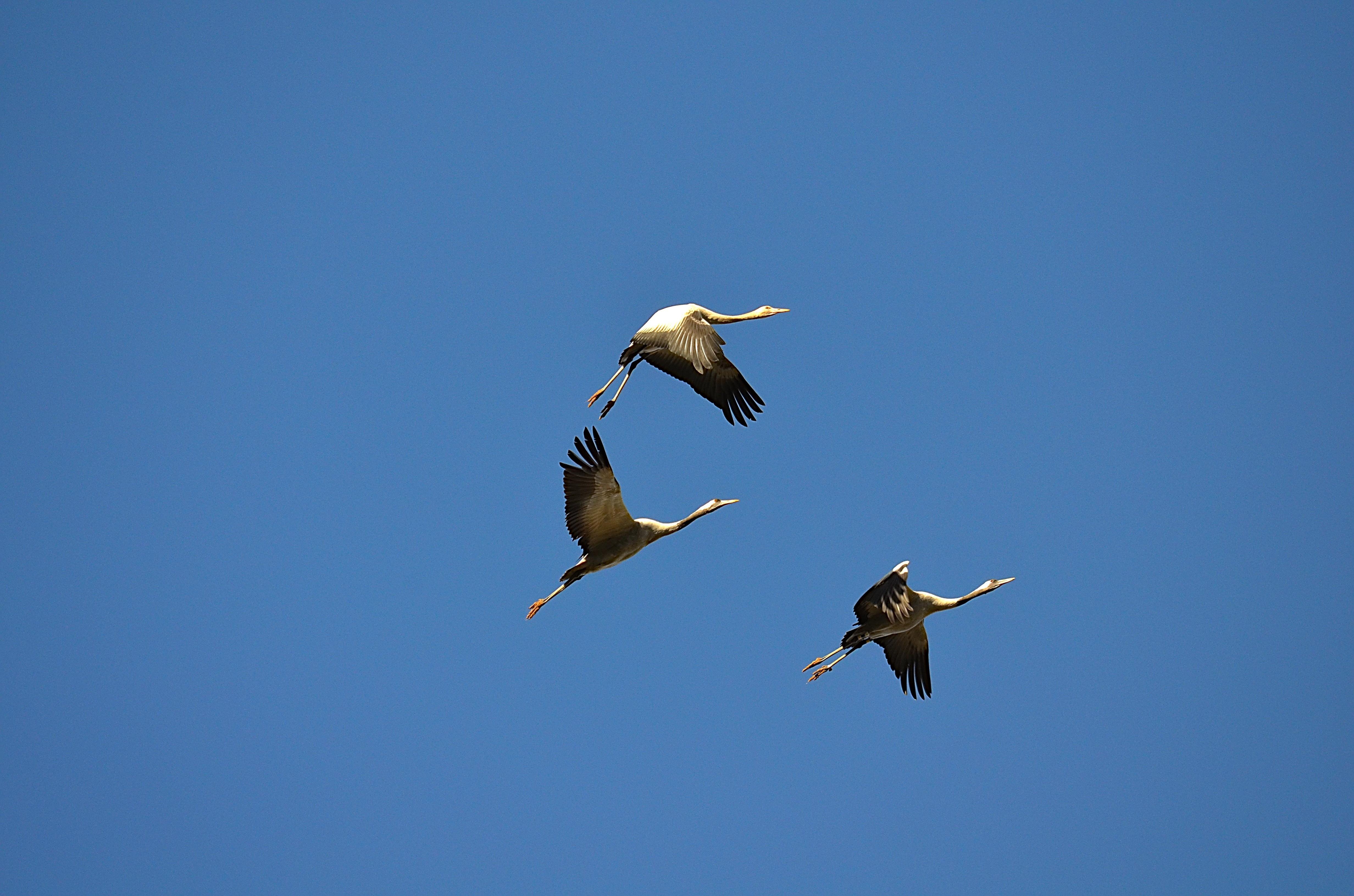 Se ven tres gruyas volando bajo un cielo azul sin nubes. Cada una de ellas en diferentes posiciones de aleteo, Son grandes aves con el cuello muy largo así como las patas que tienen hacia atras. El  cuerpo es gris, las alas blancas con las puntas negras.

Si estás leyendo este texto es porque tienes dificultades de visión y espero que te haya ayudado a ver la imagen. Si no ha sido así, te agradecería los comentarios.
Si lo has leído aunque ves la imagen sin problemas recuerda que debes poner un texto alternativo en tus archivos multimedia para que todo el mundo pueda disfrutarlos.
