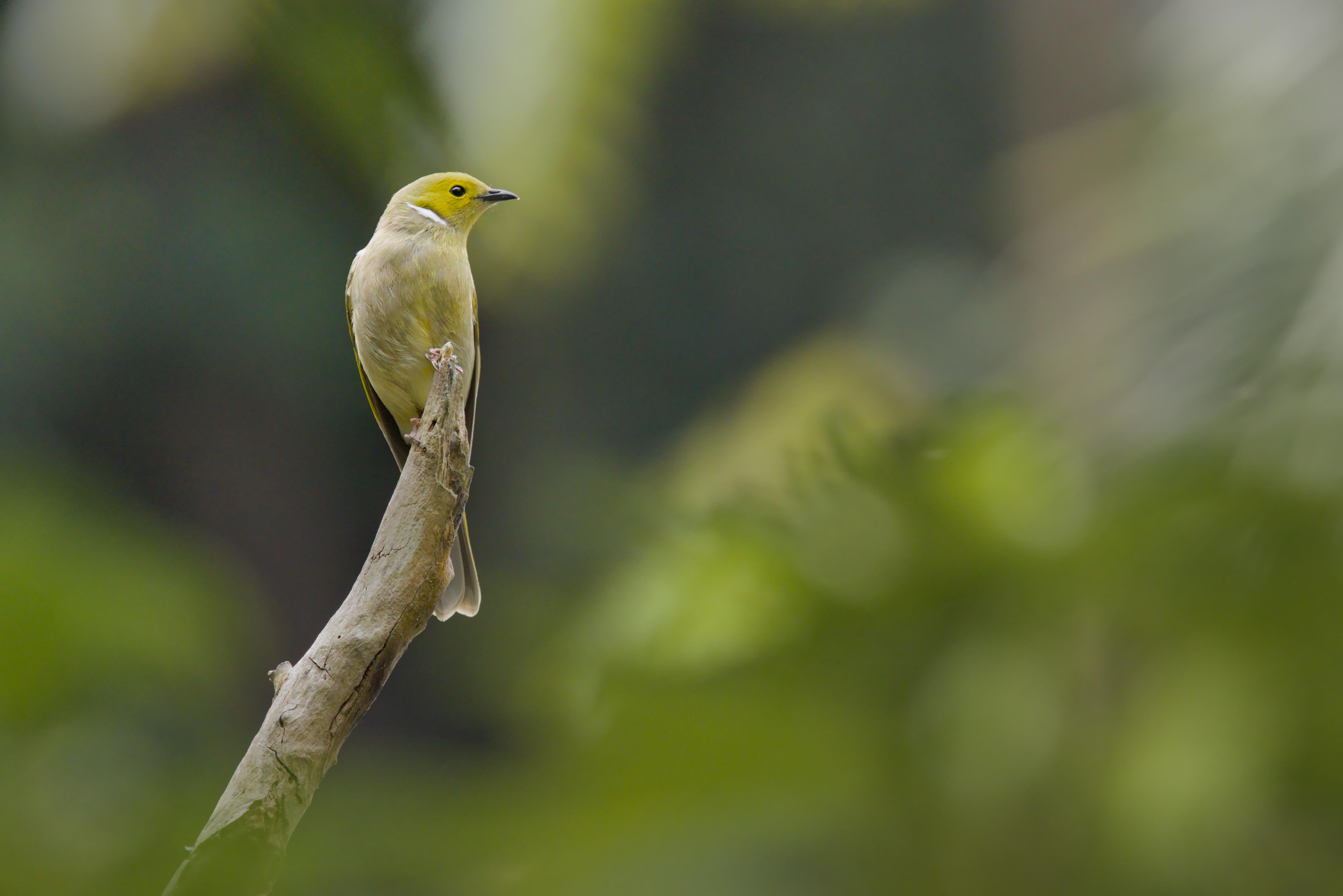 A white-plumed honeyeater perched on the tip of a bare branch, facing left, with a blurred green foliage background.