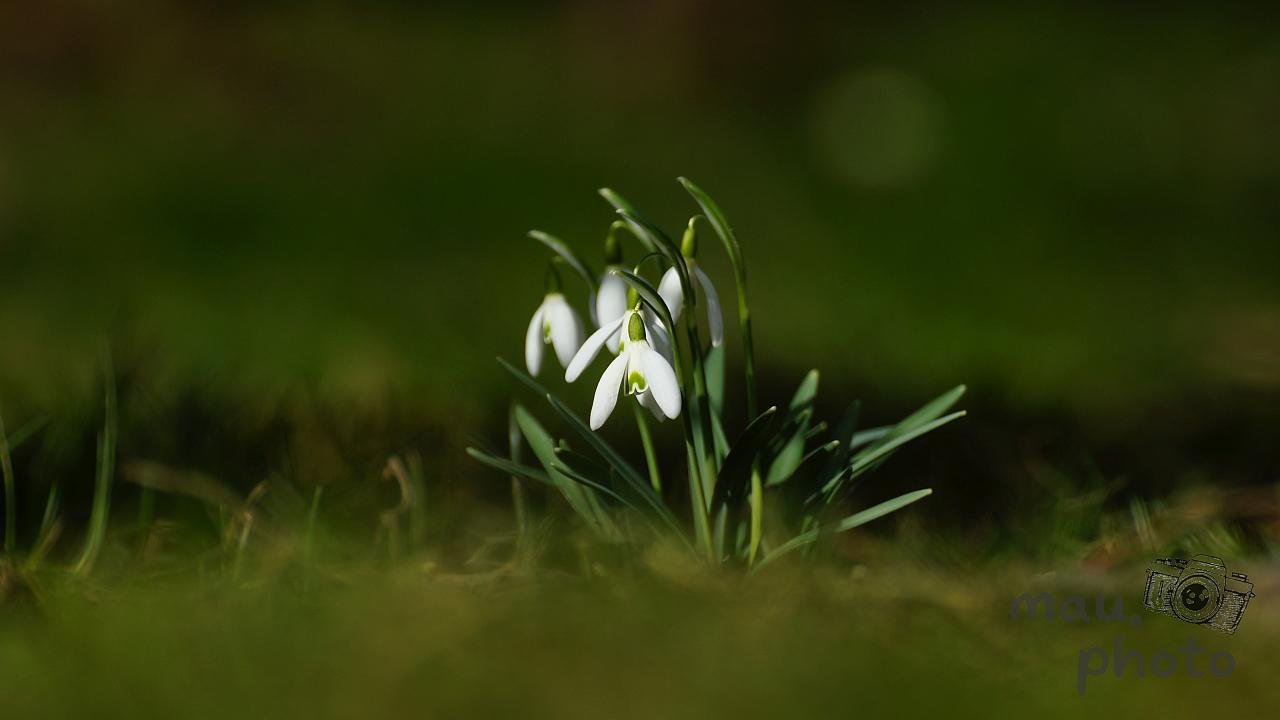 Cluster of small white snowdrop flowers with green leaves growing in grass, photographed close up with a blurred dark green background and shallow depth of field.