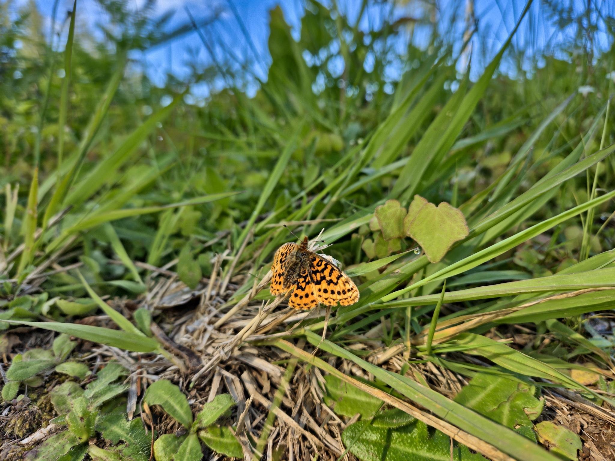 Orange and black butterfly perched on a piece of dry grass, surrounded by green leaves and grasses. Blue sky visible in the background, suggesting a sunny day.