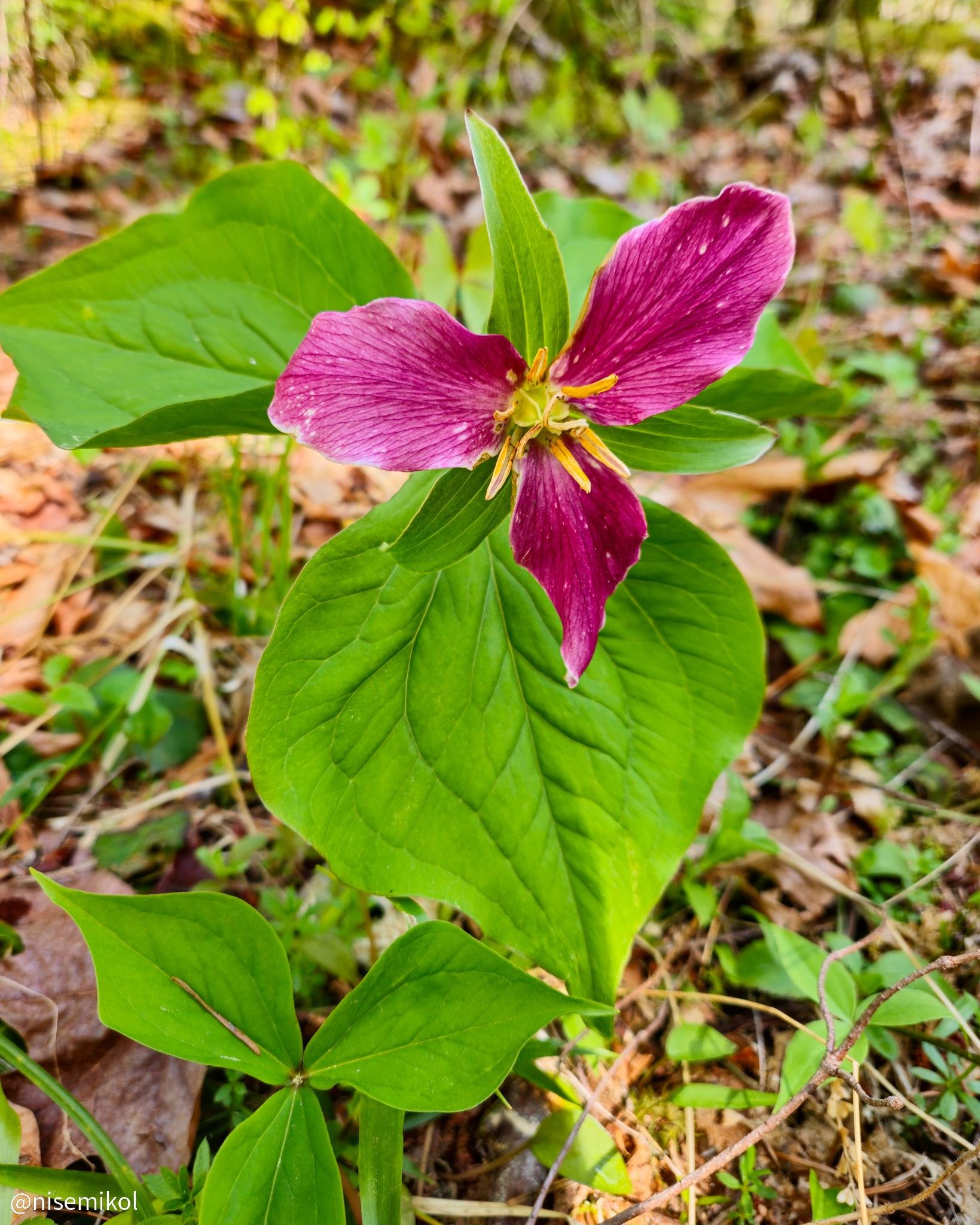 The image shows a trillium flower with a purple-pink hue and broad green leaves.