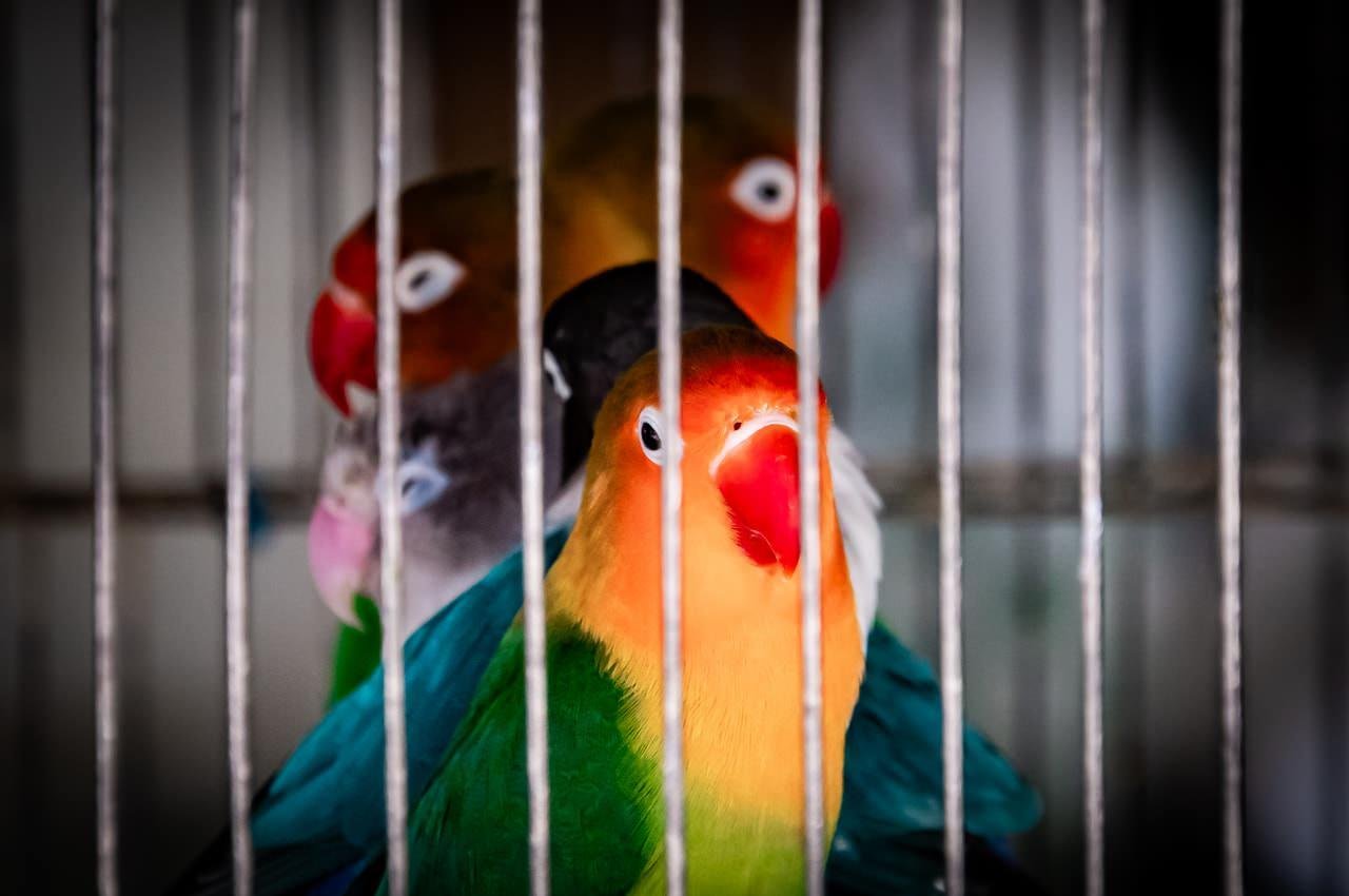 Four colorful lovebirds inside a cage, with bars visible in the foreground. The bird in front has a bright orange face and a red beak, with green feathers. The other three birds are slightly obscured behind, showing varied colors such as blue, pink, black, and yellow. Focus is primarily on the bird at the front.