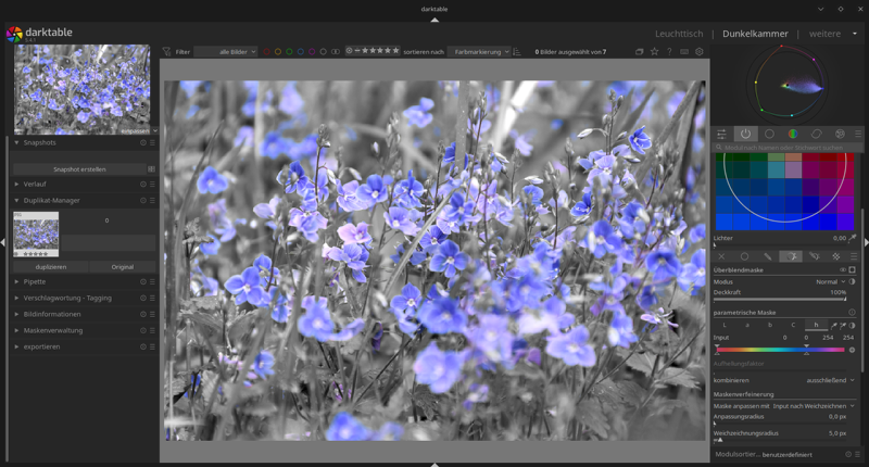 Screenshot of Darktable showing a photo of speedwell in a meadow. The photo is edited to be in black and white except for the purple flowers.