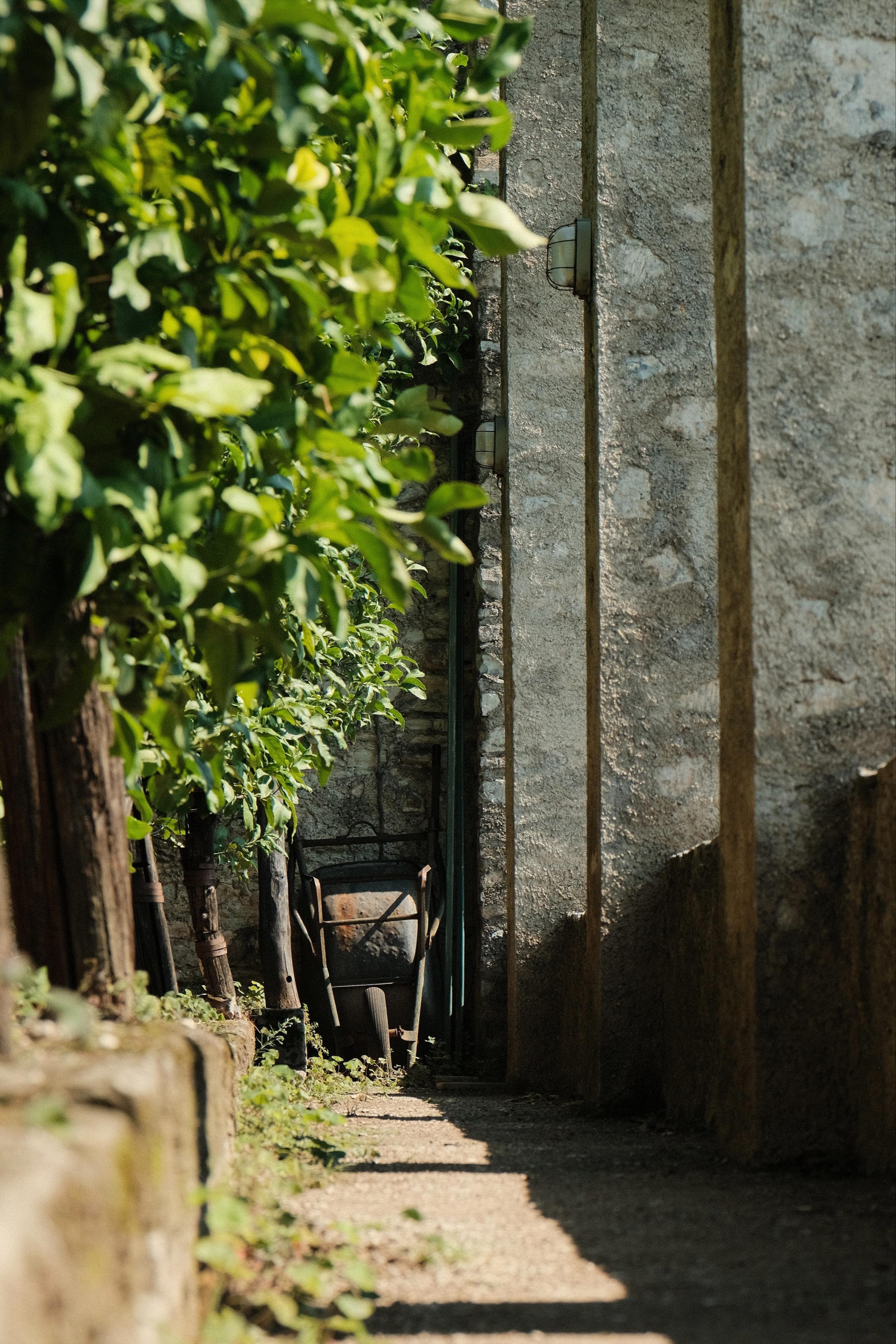 A lemon plantation, lemon trees on the left, concrete pillars on the right. In between a narrow path leading towards a rusty wheelbarrow leaned against a wall.