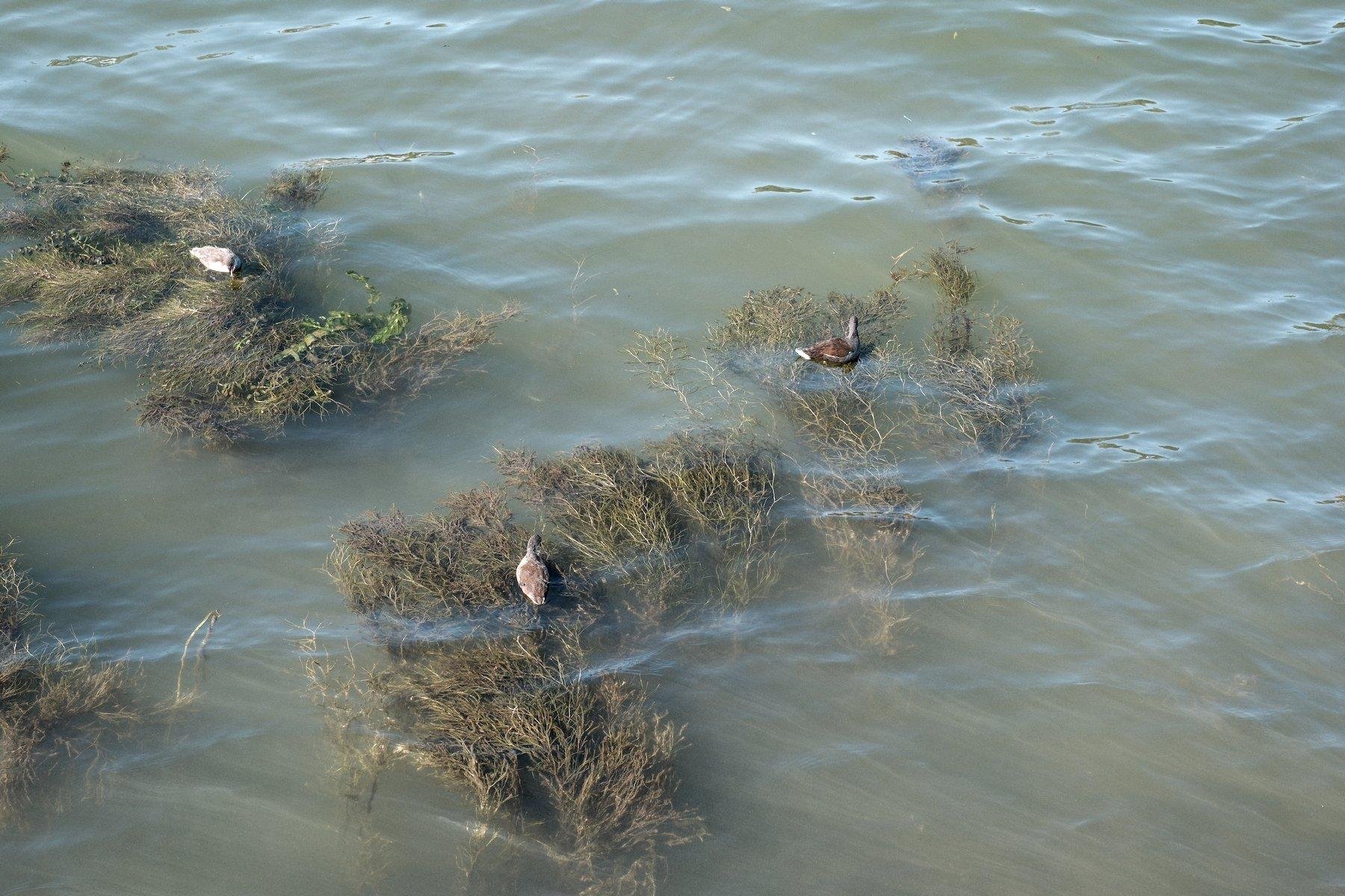 Photo horizontale. 3 canards posé sur de la végétation aquatique dans la Seine