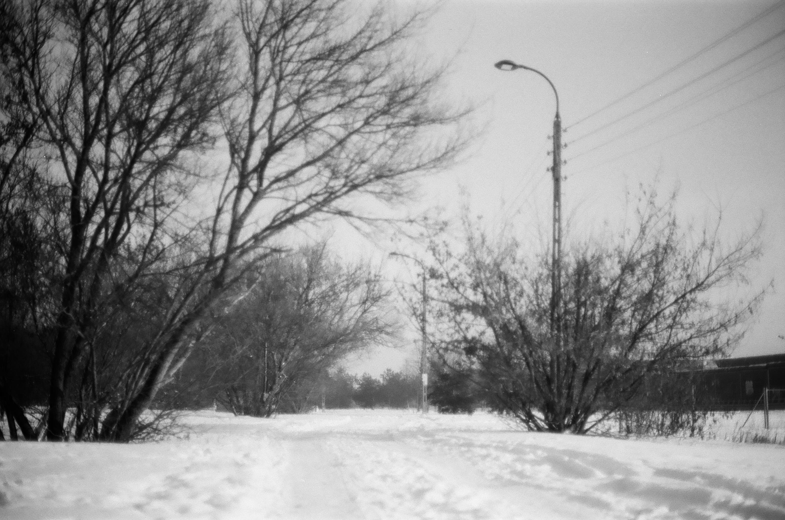 Snow-covered road bordered by leafless trees and shrubs, with a tall streetlight and overhead power lines on the right; a low building partially visible at the far right.