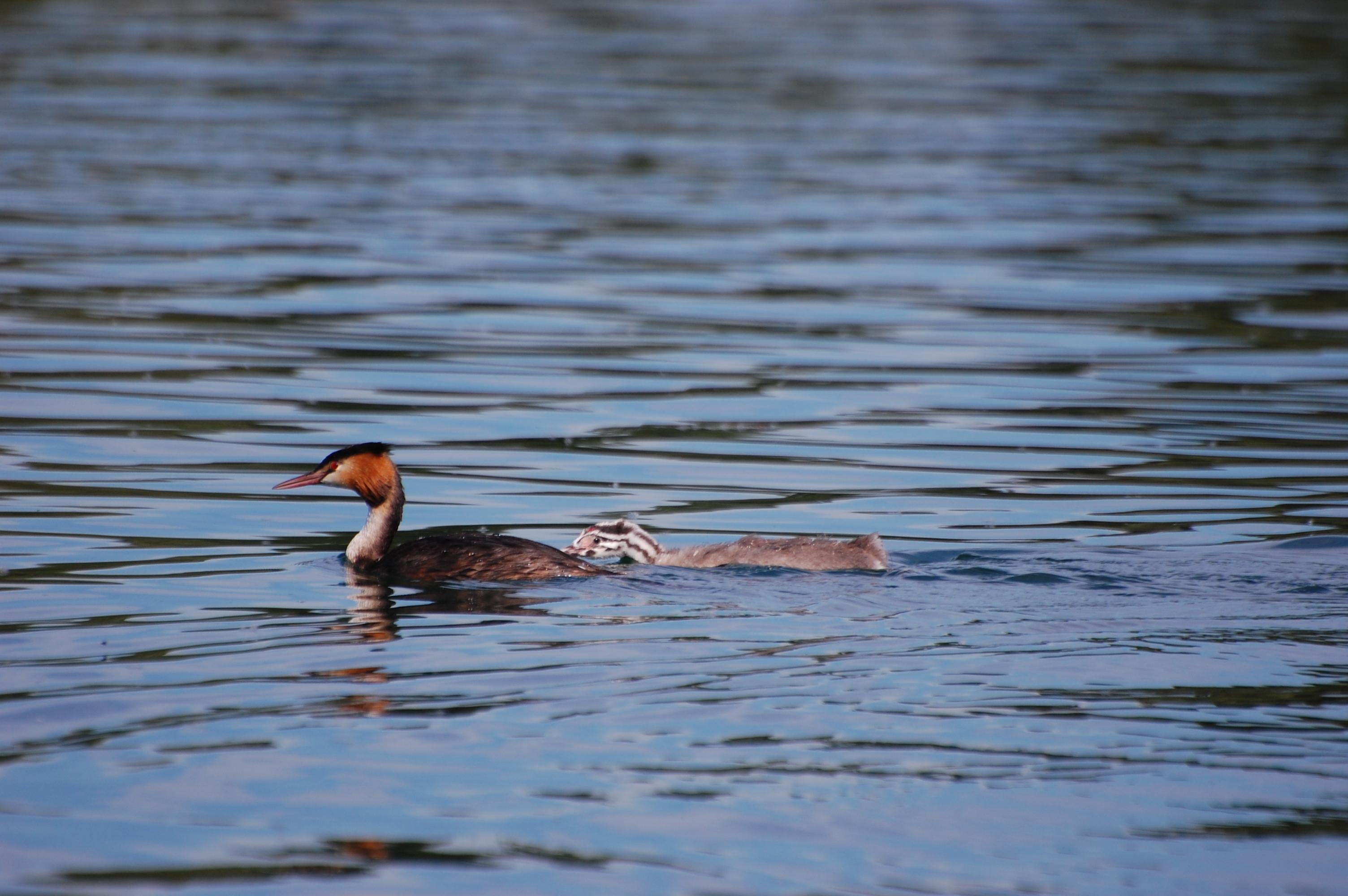 A great crested grebe swimming on a body of water with a chick swimming behind it. The adult bird has a distinctive orange and black crest. The water's surface is calm with gentle ripples reflecting the light.