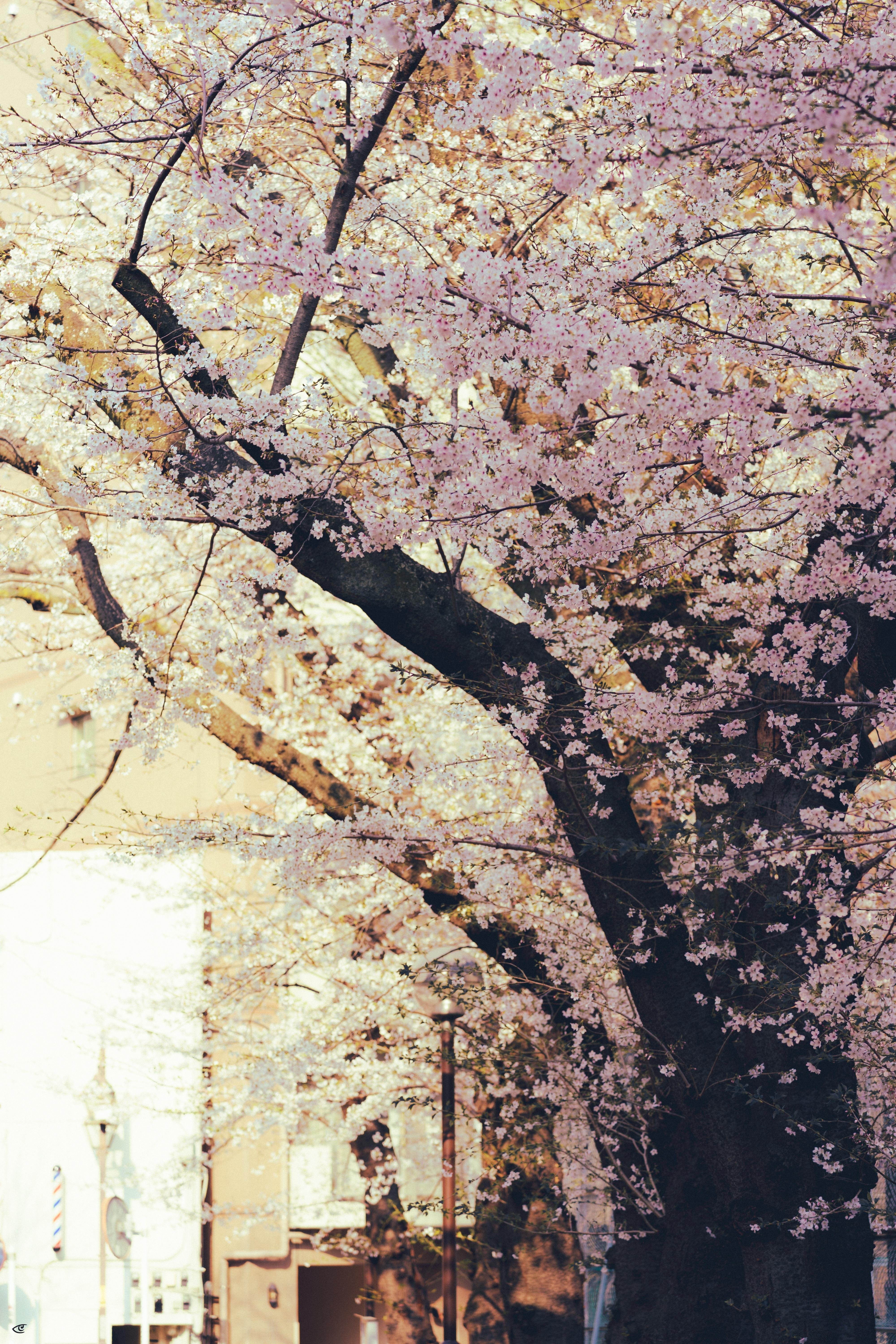 Large cherry blossom tree with dark trunk and branches covered in pale pink flowers, filling the upper frame; blurred buildings and streetlights in the background along a sunlit street.