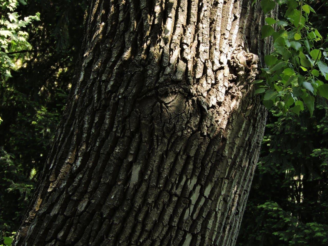 Close-up of a tree trunk with rough, textured bark in a sunlit forest. A knot resembling an eye is visible near the center. Green leaves and branches are partially visible on the right side, with a dark, leafy background.