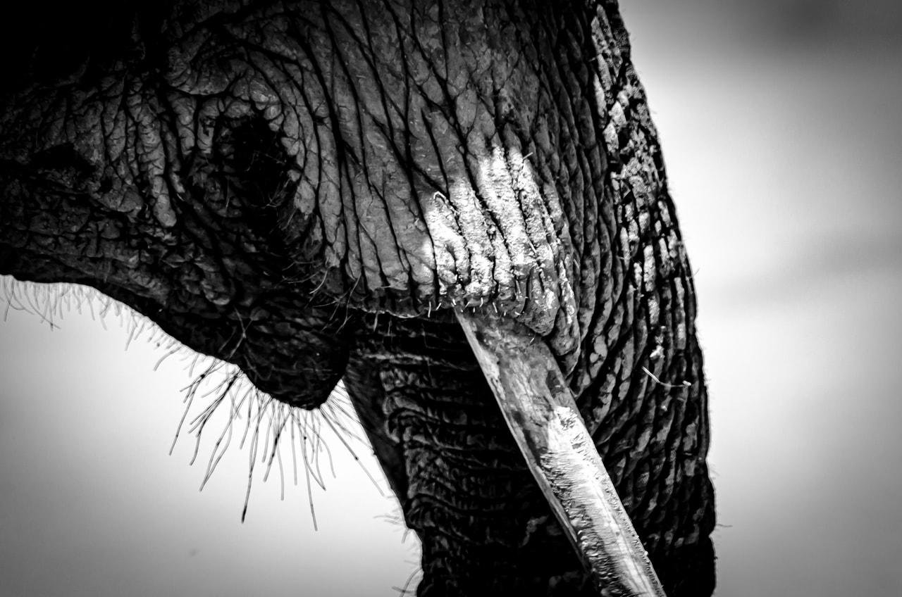 This is a black and white image of an elephant's face, focusing on its trunk and tusk. The texture of the elephant's skin is visible, and the tusk is prominent in the frame.