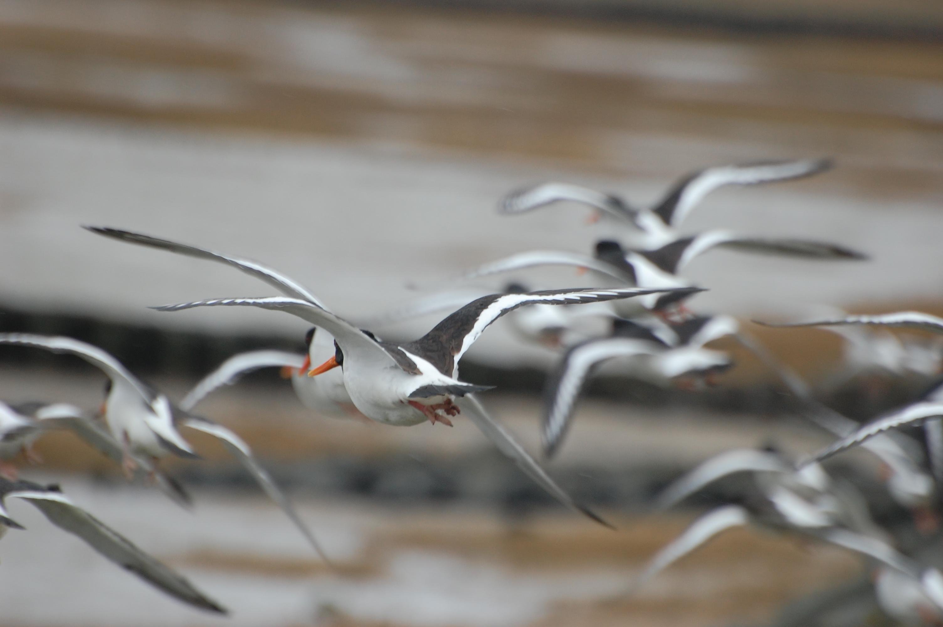 Flock of oystercatchers in flight, displaying striking black and white plumage orange feet and beaks. The background and most of the birds are blurry.