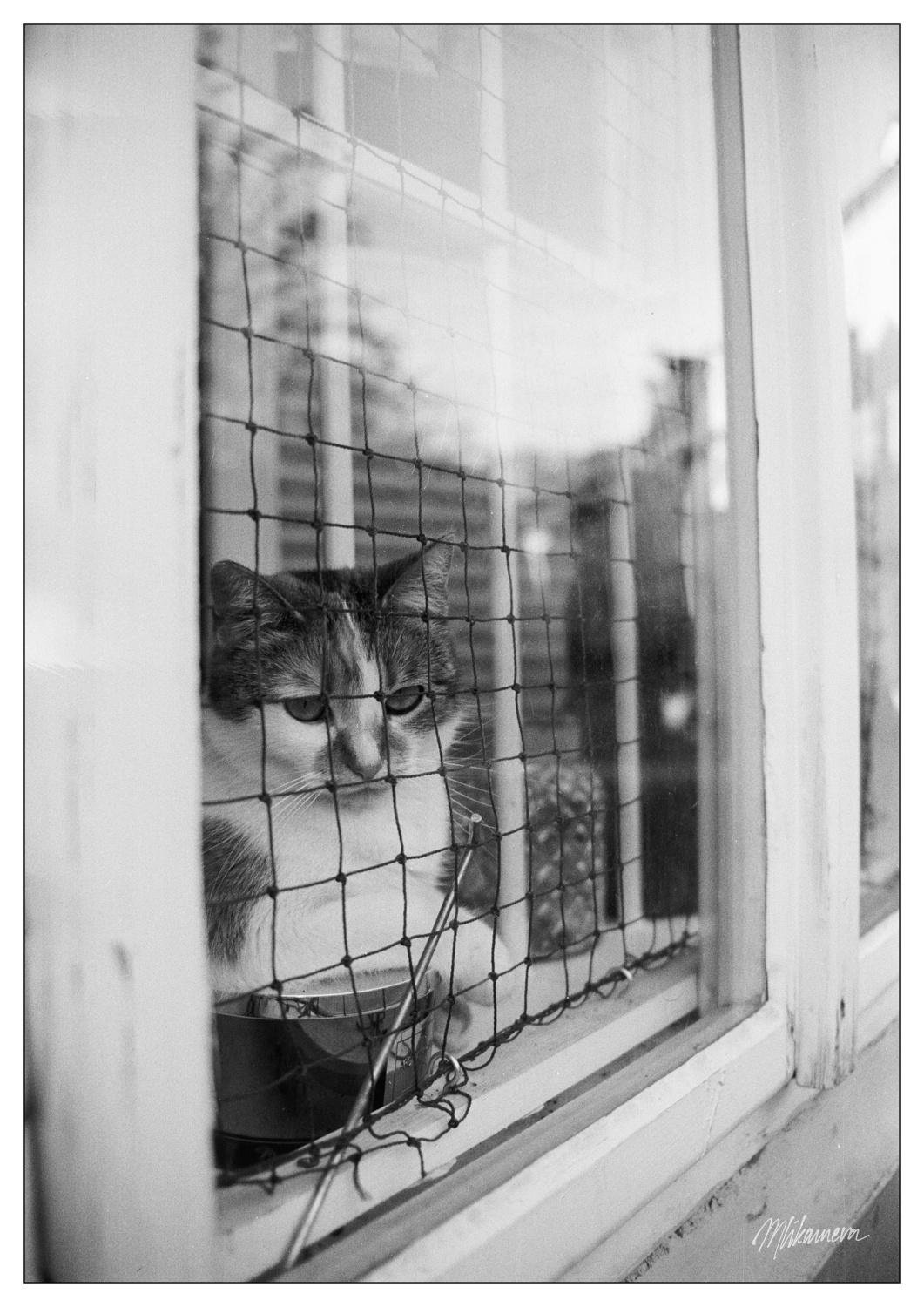 A monochrome photo of a cat sittig in a window behind a netting, looking outside