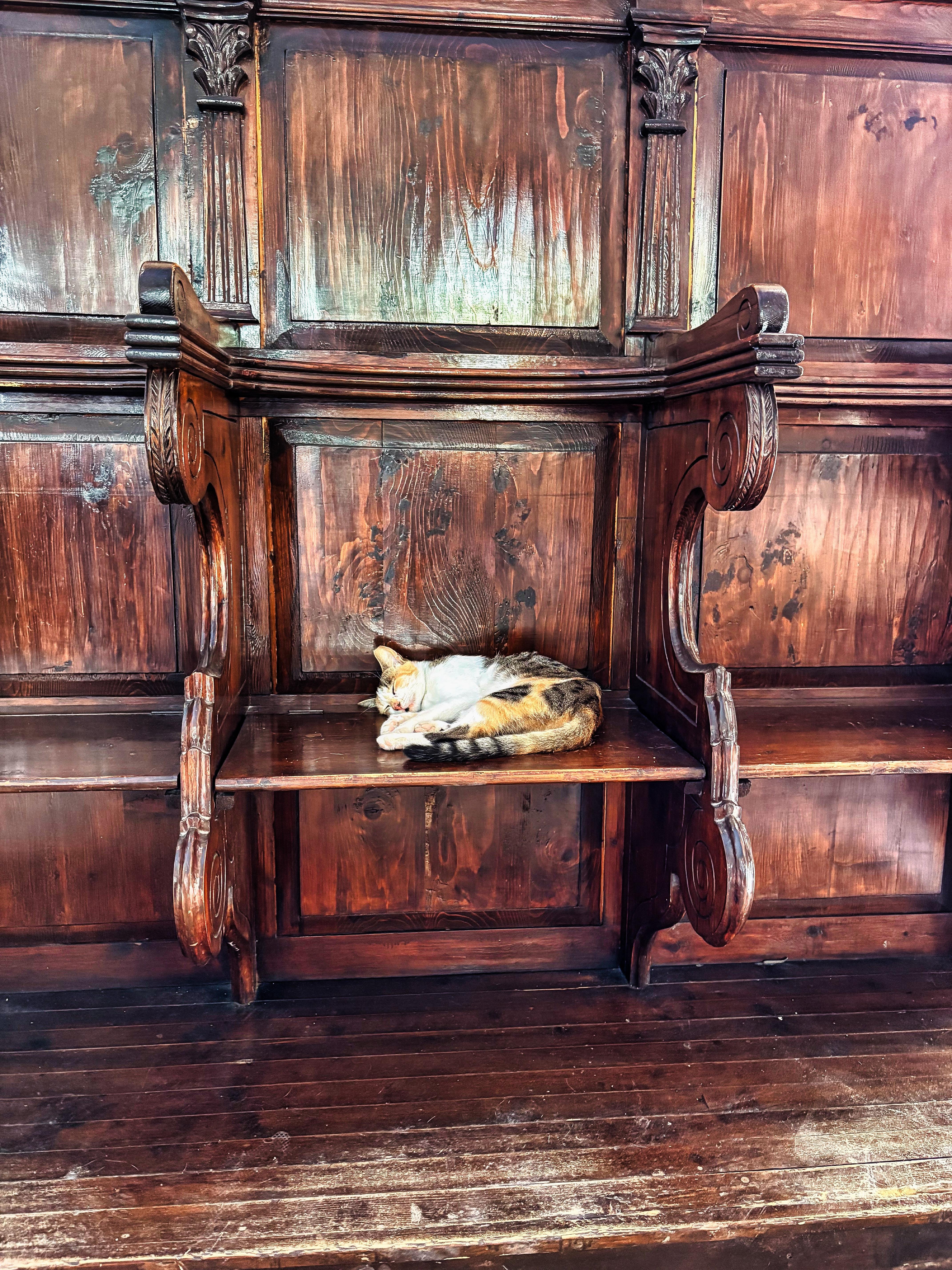 Calico cat sleeping on a wooden shelf with ornate carved details, set against a dark-stained wood panel wall. The floor is made of matching polished wooden planks.