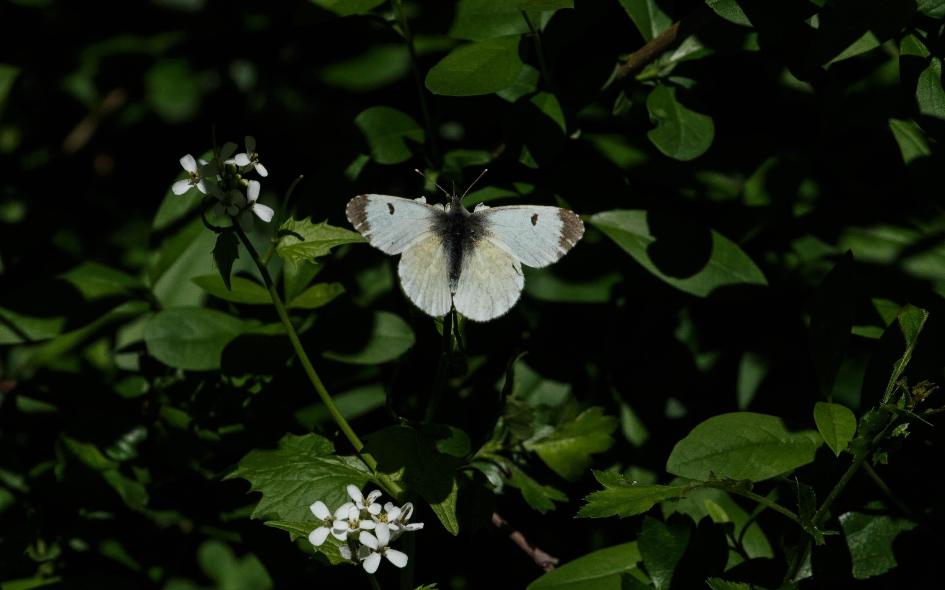 A female orange tip (Anthocharis cardamines) feeding on garlic mustard (Alliaria petiolata).