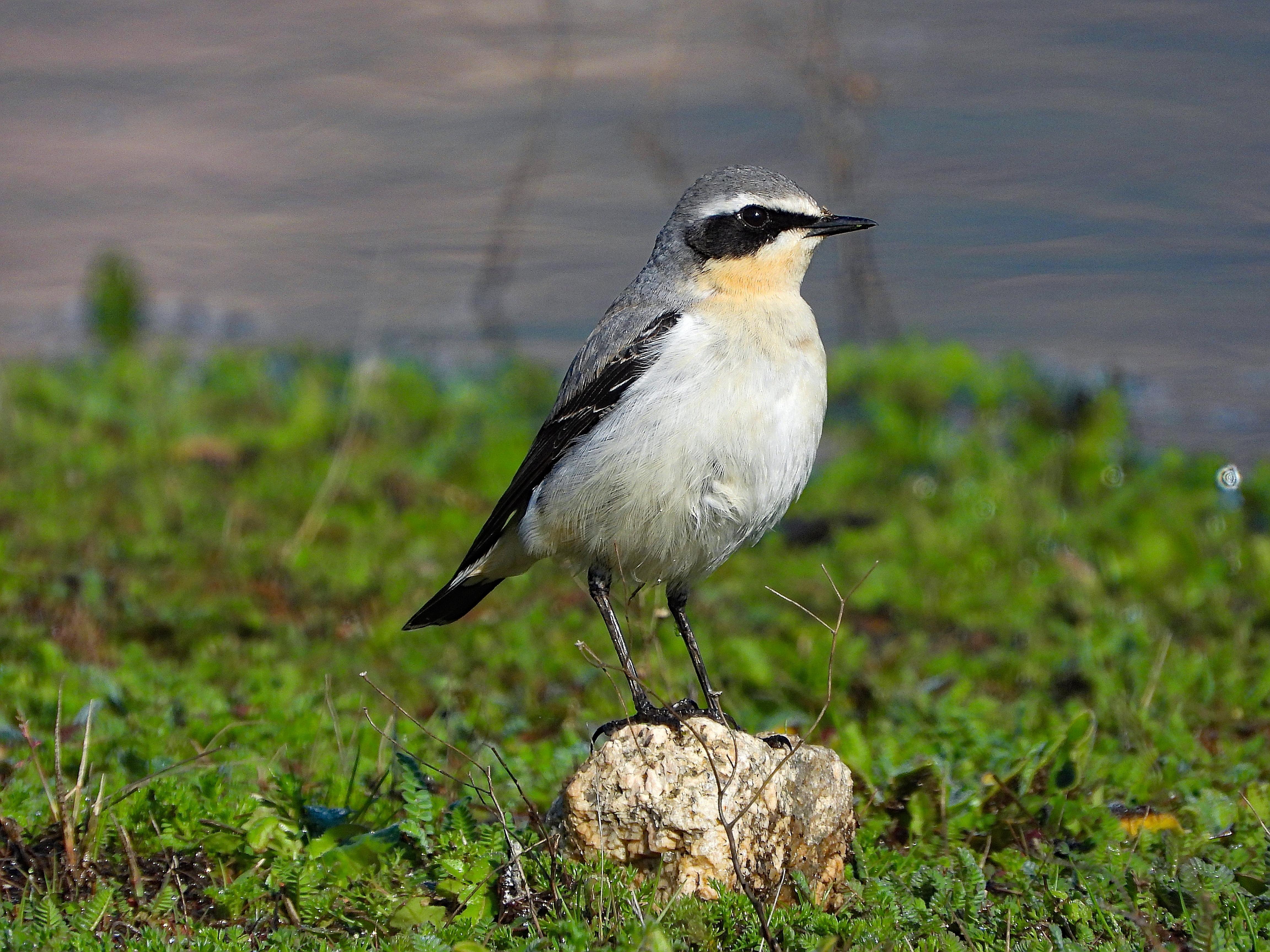 El pájaro está posado sobre una pequeña piedra en medio de una pradera verde con helechos y al fondo difuminada se ve el agua,

Muestra el dorso gris azulado, en el que destacan las alas negras, las partes inferiores de color blanco y el antifaz negro. Bajo este antifaz muestra plumas de color ocre.

Si estás leyendo este texto es porque tienes dificultades de visión y espero que te haya ayudado a ver la imagen. Si no ha sido así, te agradecería los comentarios.
Si lo has leído aunque ves la imagen sin problemas recuerda que debes poner un texto alternativo en tus archivos multimedia para que todo el mundo pueda disfrutarlos.