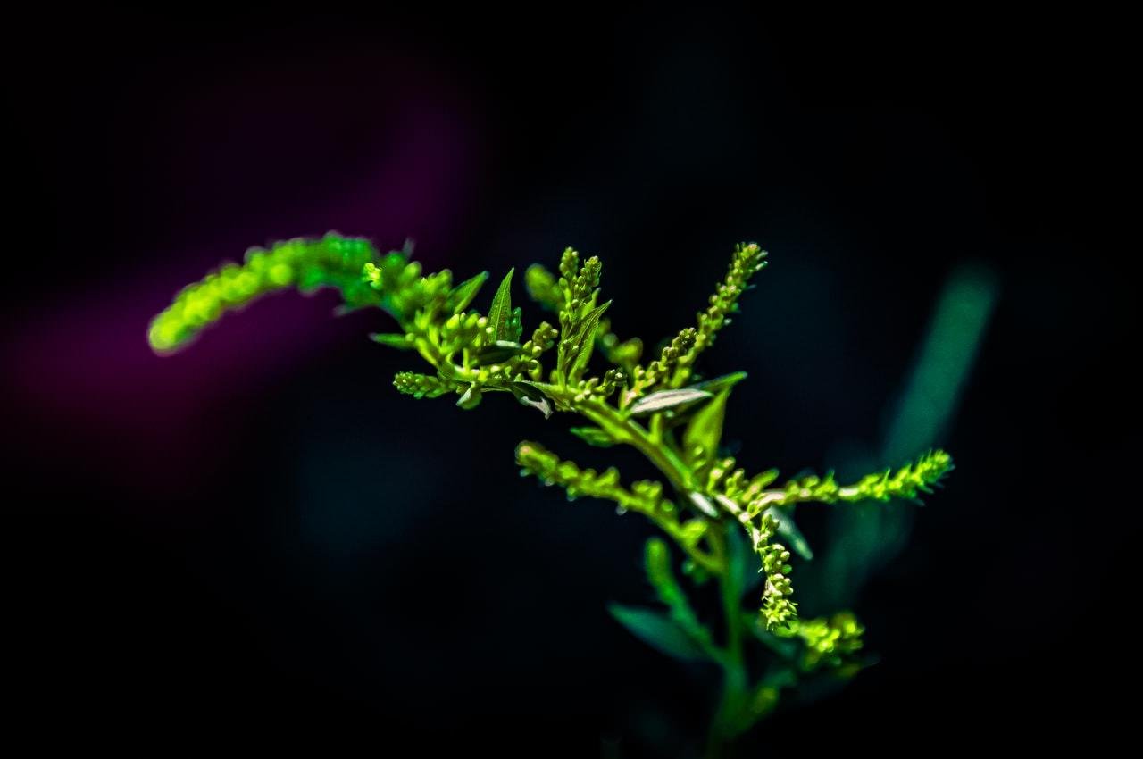 Green plant stem with small clusters of budding flowers, set against a dark, blurred background. The stem curves slightly, with leaves and buds prominently highlighted by bright, focused lighting.