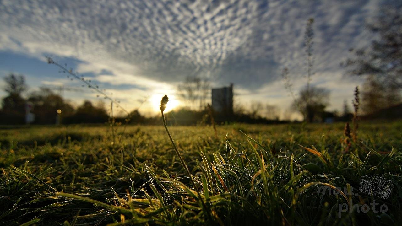 Low-angle view across a grassy field with dew on blades of grass, a single tall stem in the foreground silhouetted against the low sun, and a distant building and trees beneath a textured cloud-filled sky.