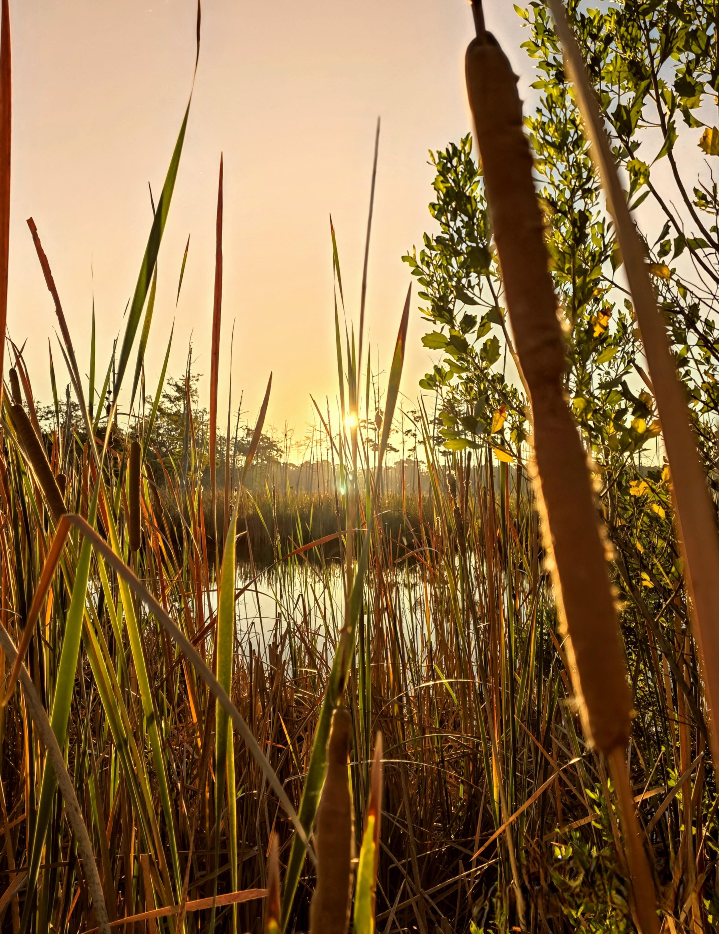 Tall grasses and reeds beside a body of water in the foreground, with a rising sun creating a warm, golden glow. Trees and foliage in the background are silhouetted against the bright sky.