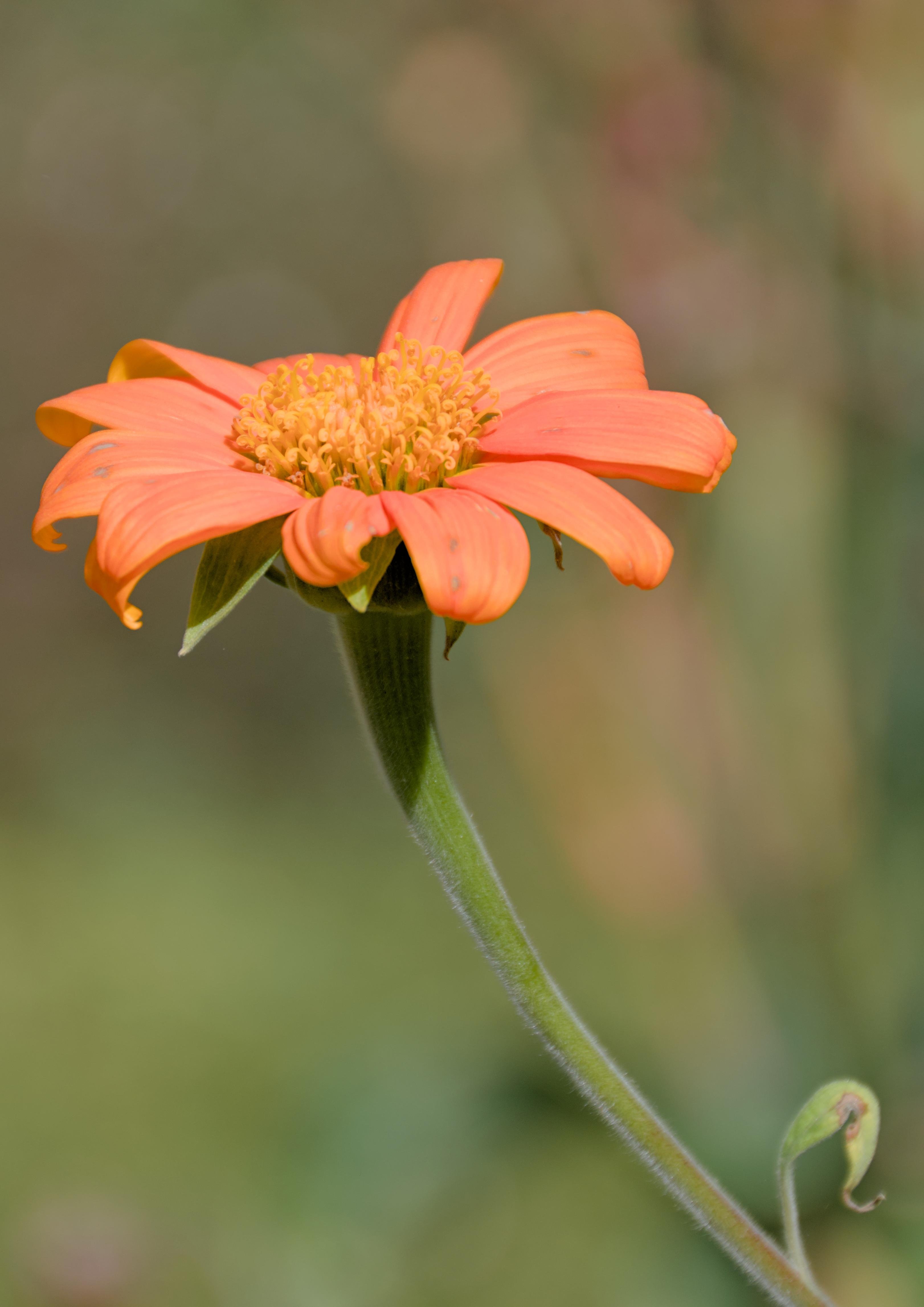The image shows an orange flower close-up. The flower has a prominent yellow center with tightly clustered small petals surrounded by larger, vibrant orange petals. The background is blurred, emphasizing the flower.