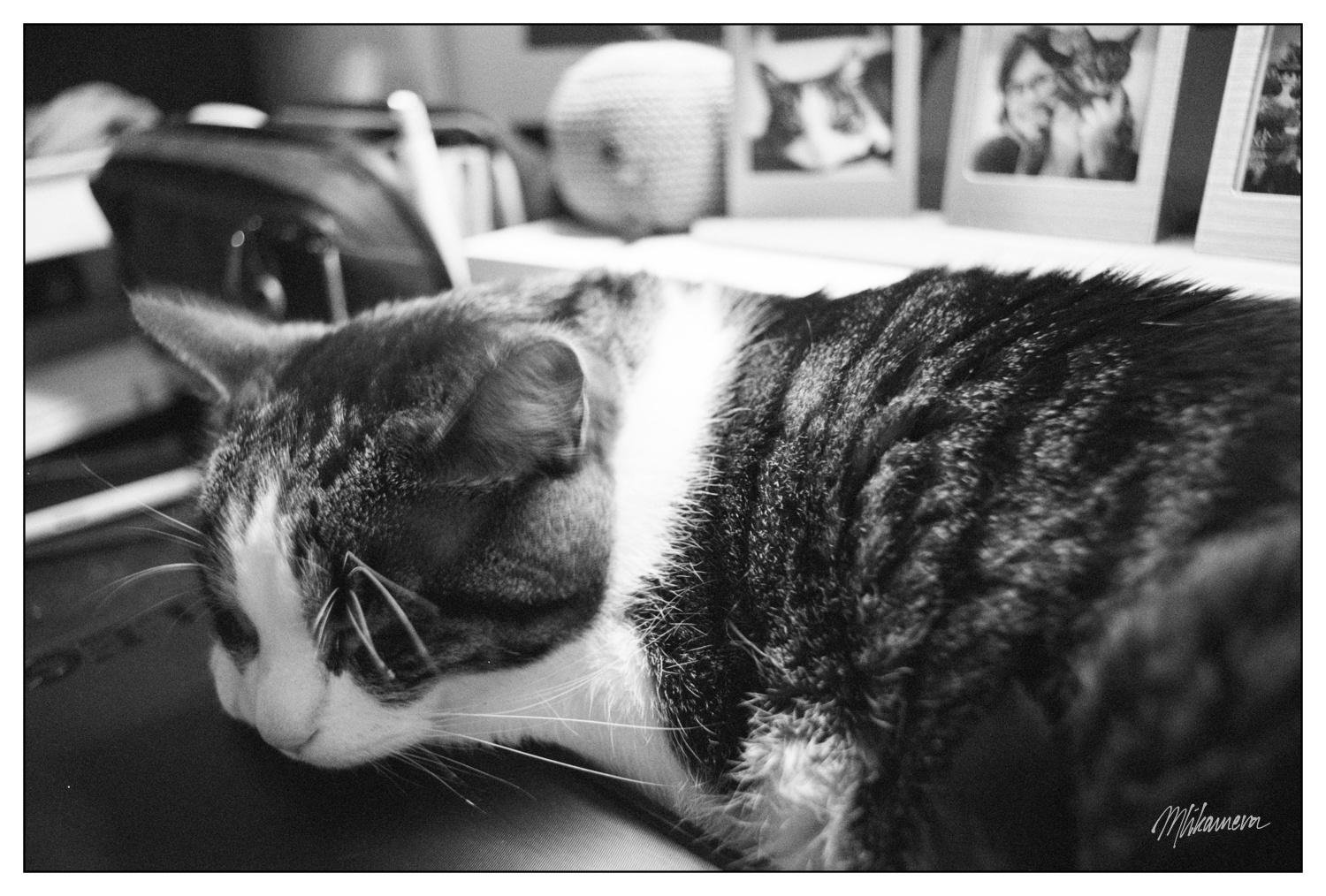 Black and white image of a cat resting on a desk, its head laying on a surface. The background features blurred objects including a soft toy and framed photographs. The texture of the cat's fur is emphasized, displaying a mix of white and dark patterned fur.