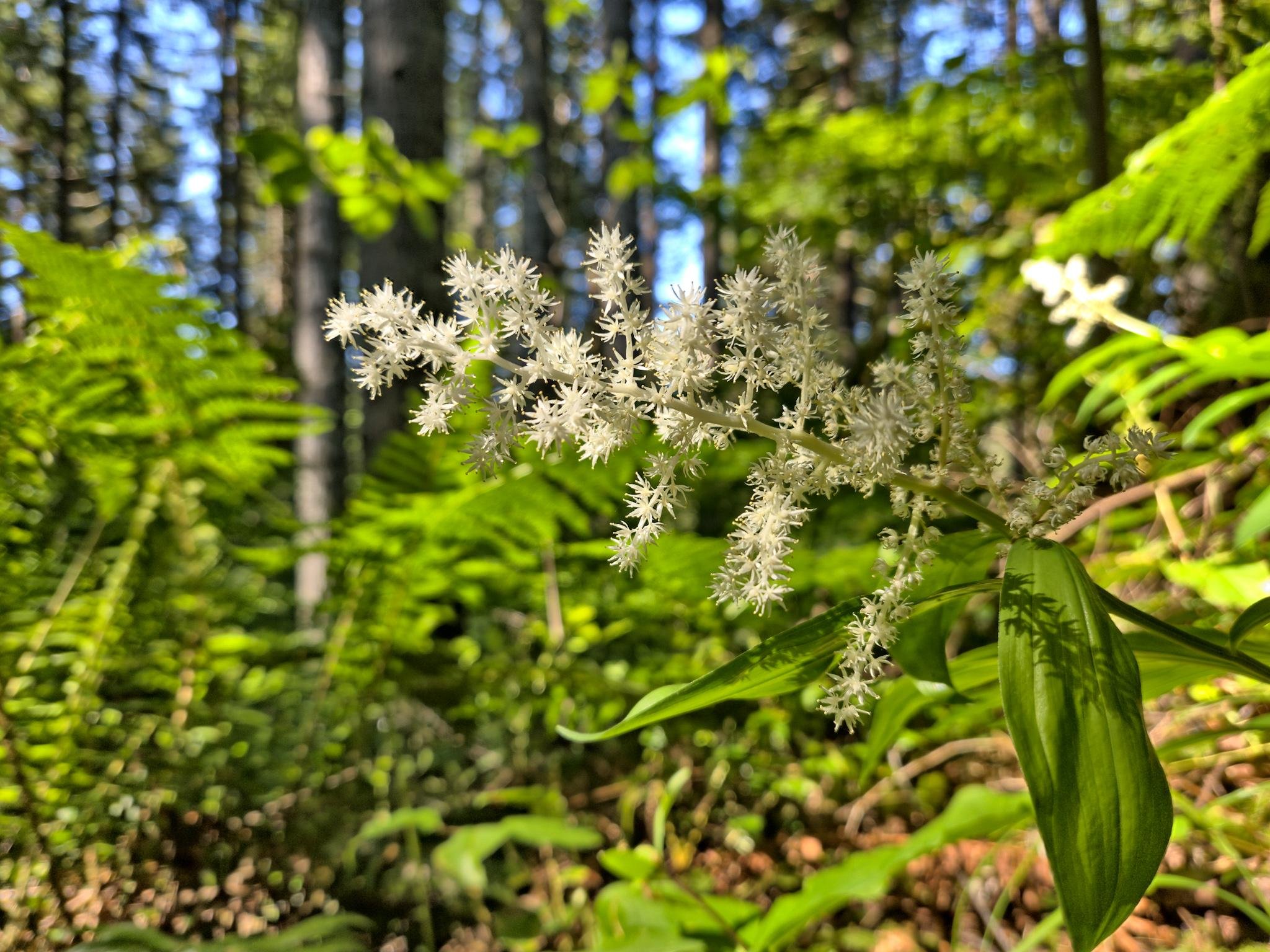 White, feathery flower cluster on a green stem surrounded by lush ferns in a forest setting. Sunlight filters through the trees, casting dappled shadows on the leaves and forest floor.