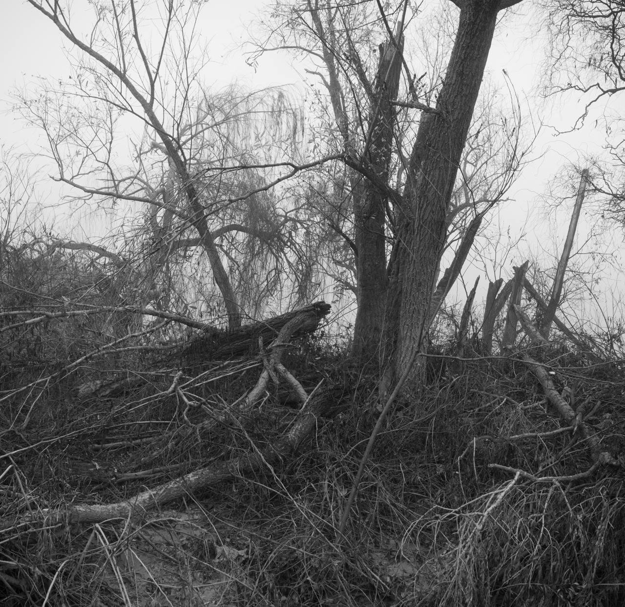 a monochrome view of a river bank in winter