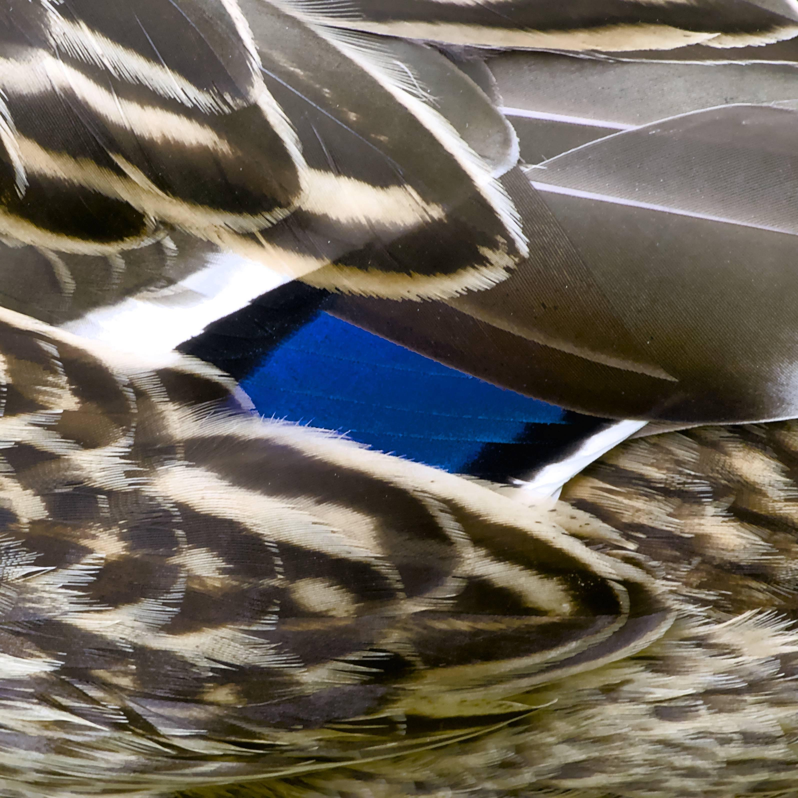 Cette image montre un gros plan de plumes de canard. Le motif complexe et les variations de couleur, y compris le motif blanc, noir et bleue caractéristique, suggèrent une vue détaillée du plumage de l'oiseau.