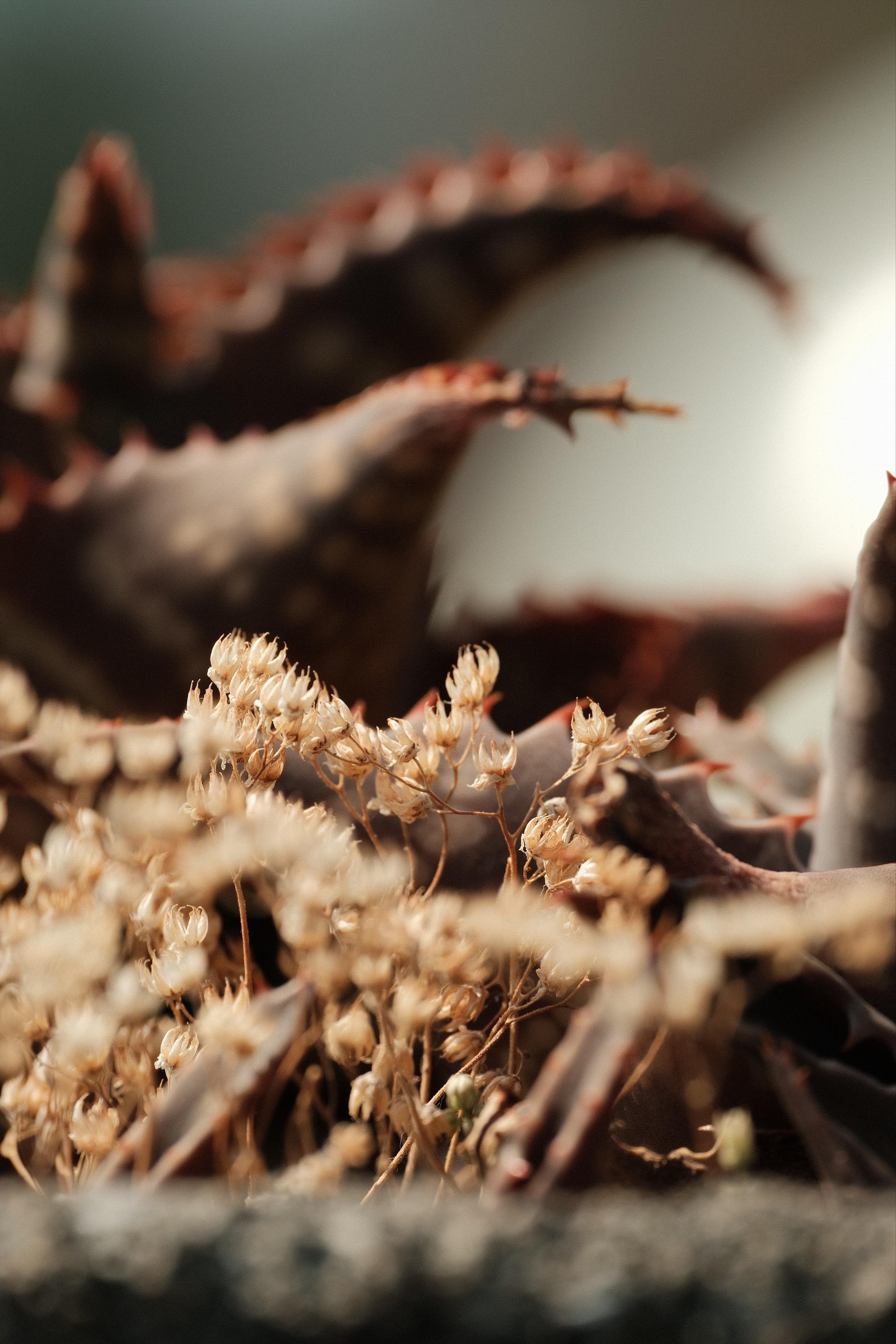 Close-up of dried wildflower seed heads in sharp focus among dark, spiky leaves of a succulent plant, with a blurred background and shallow depth of field.