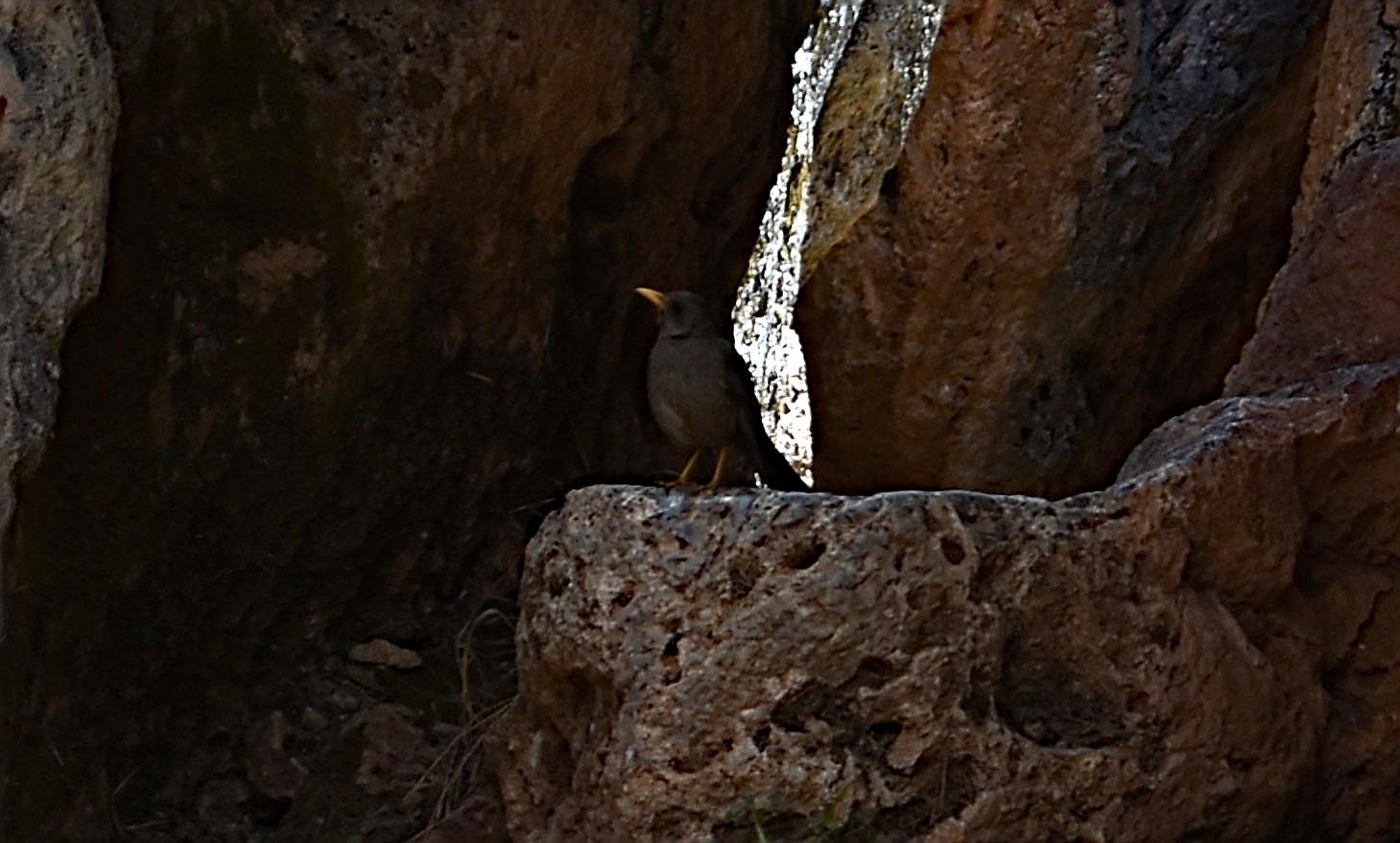 El ave está posada en una roca dentro de una cavidad o pequeña gruta en la que al fondo se ve una luz que entra por una grieta. Es de color totalmente negro con el pico amarillo.

Si estás leyendo este texto es porque tienes dificultades de visión y espero que te haya ayudado a ver la imagen. Si no ha sido así, te agradecería los comentarios.
Si lo has leído aunque ves la imagen sin problemas recuerda que debes poner un texto alternativo en tus archivos multimedia para que todo el mundo pueda disfrutarlos.
