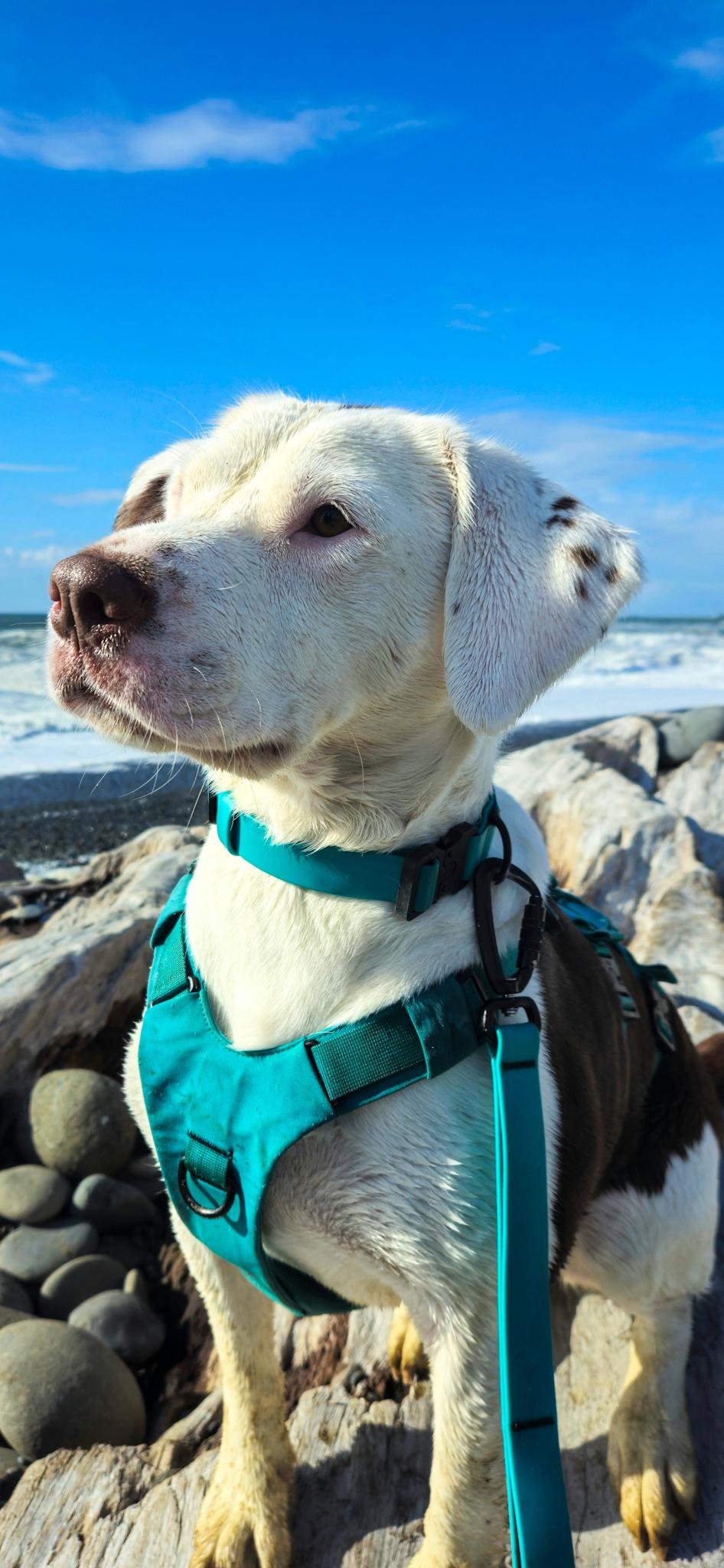 A white and brown dog sits on a sandy beach wearing a teal harness and leash, looking off to the side. Ocean waves and a hazy blue sky are visible in the background.