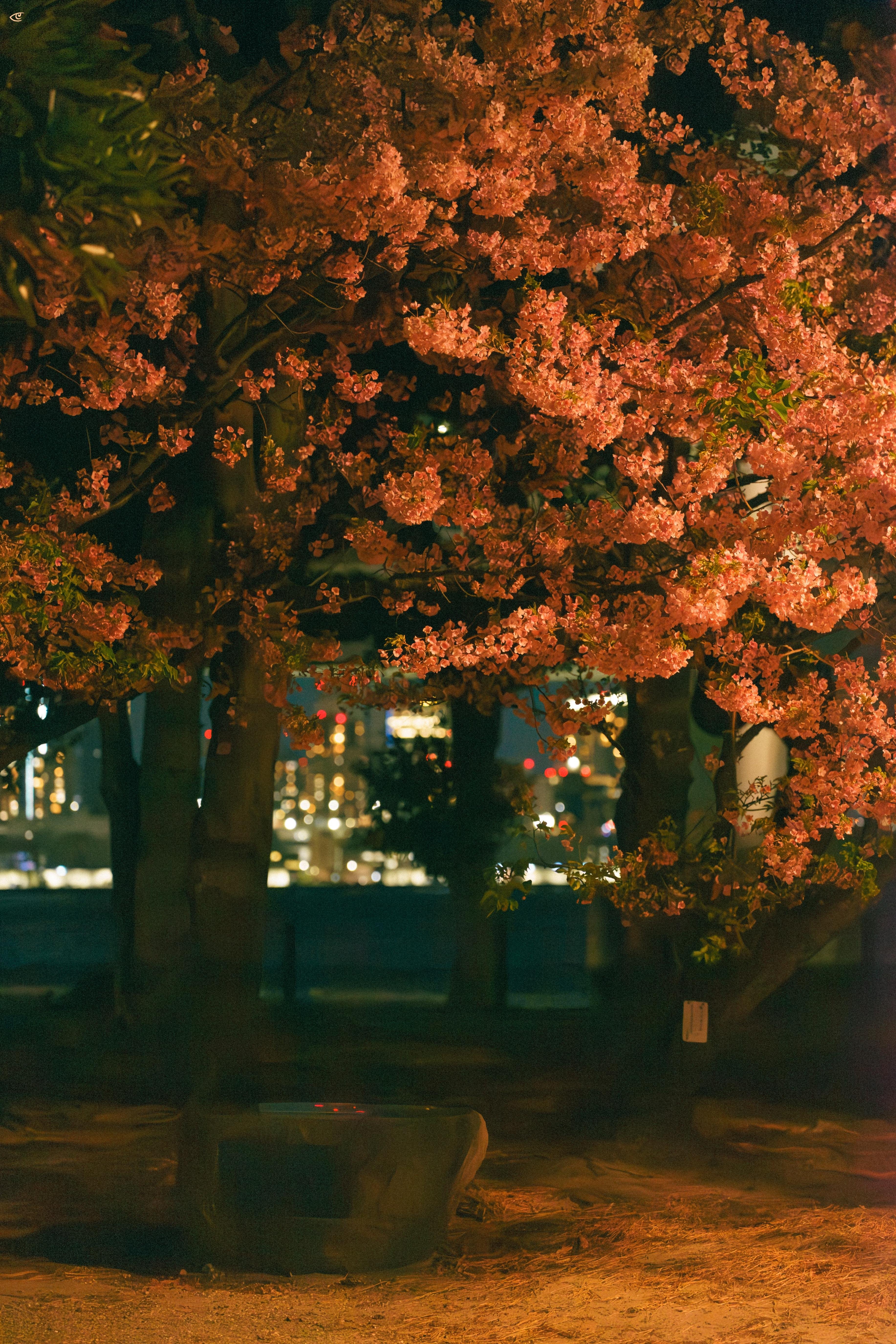 Pink cherry blossoms filling the upper frame above dark tree trunks at night, with a concrete bench in the foreground and blurred city lights in the background.