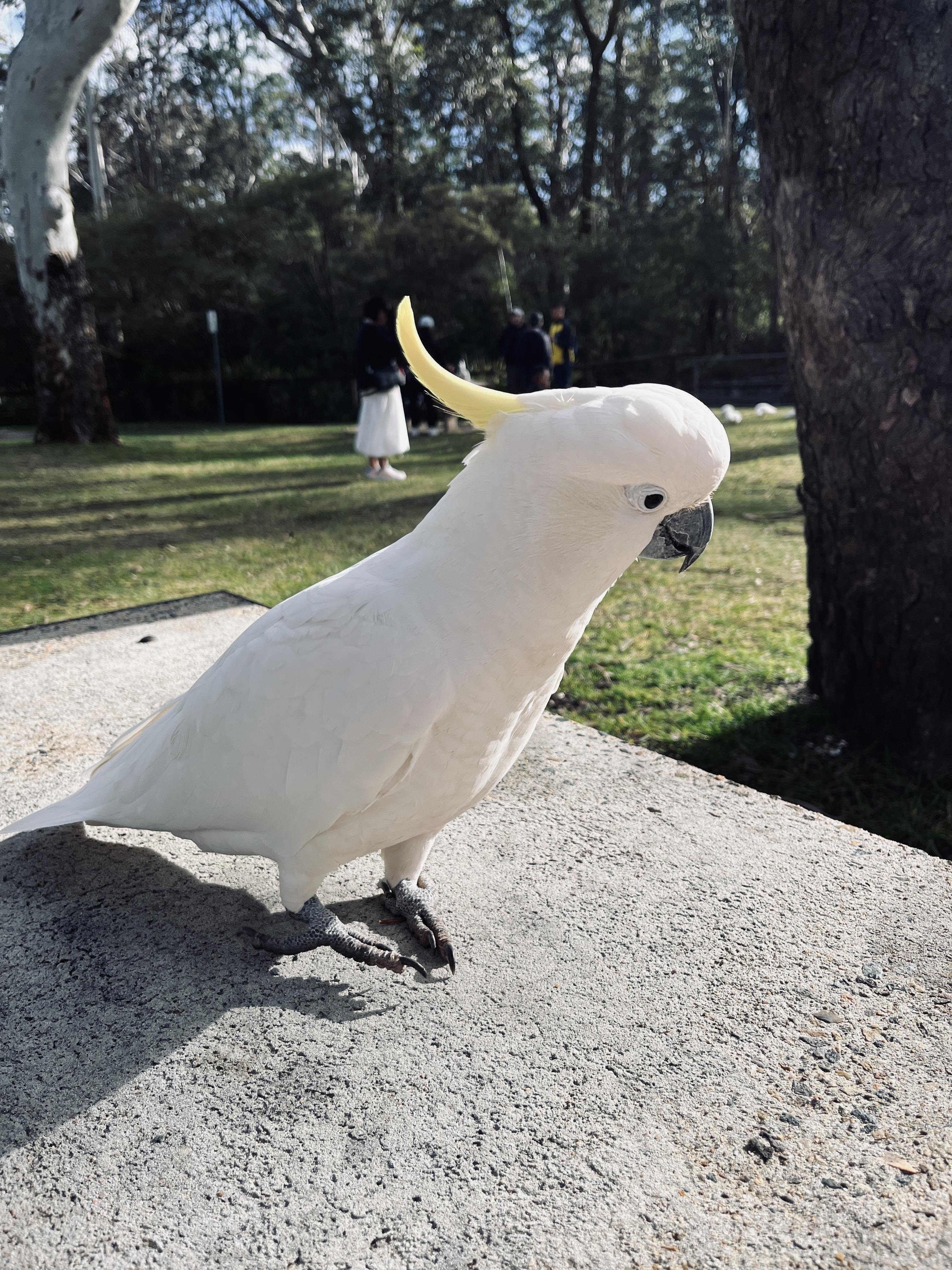 White cockatoo with a prominent yellow crest perched on a concrete surface. The bird's shadow is visible. Background includes a grassy area, several trees, and people standing in the distance under daylight.