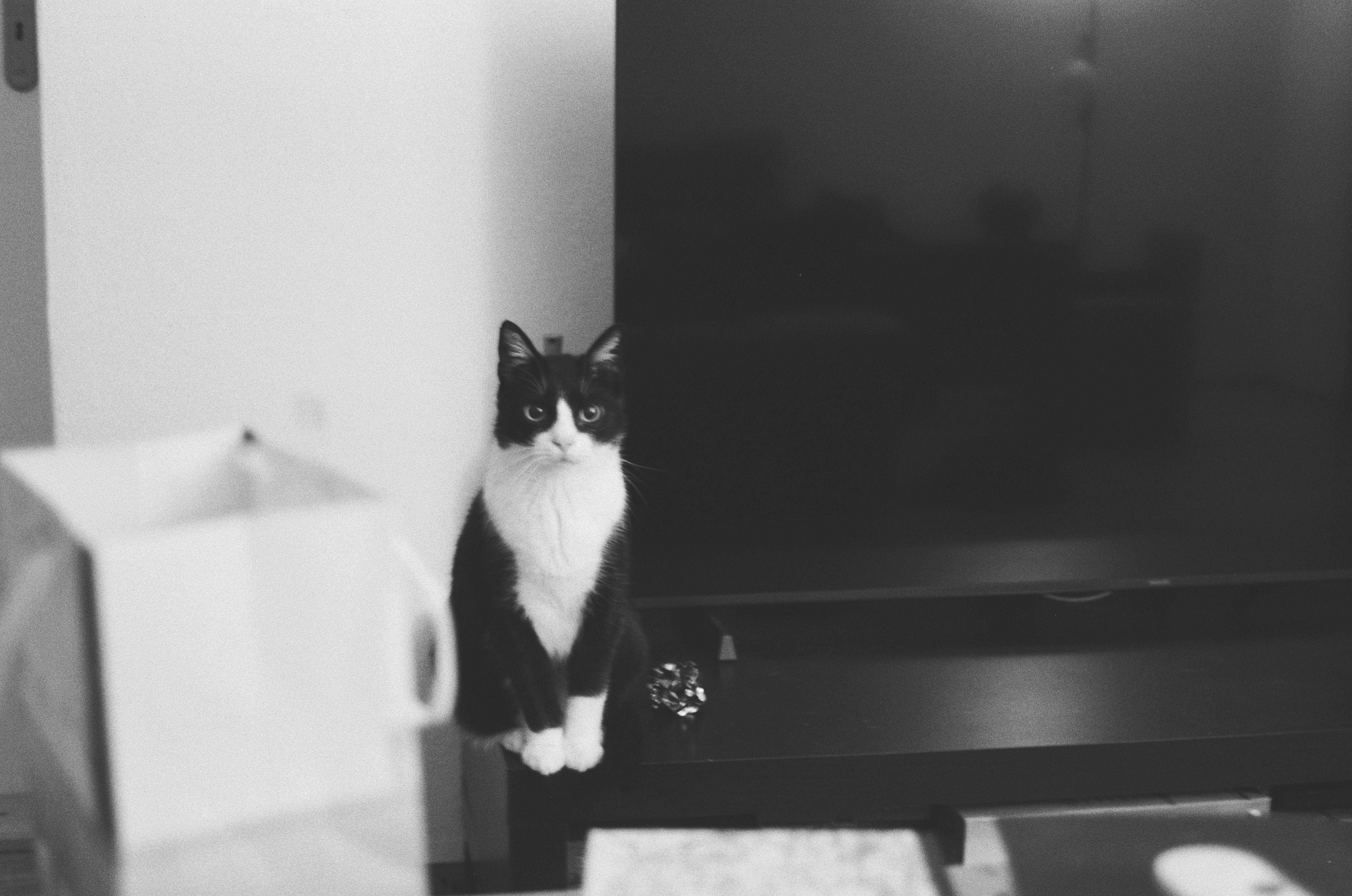 A monochrome photo of a tuxedo cat sitting next to a flat screen TV