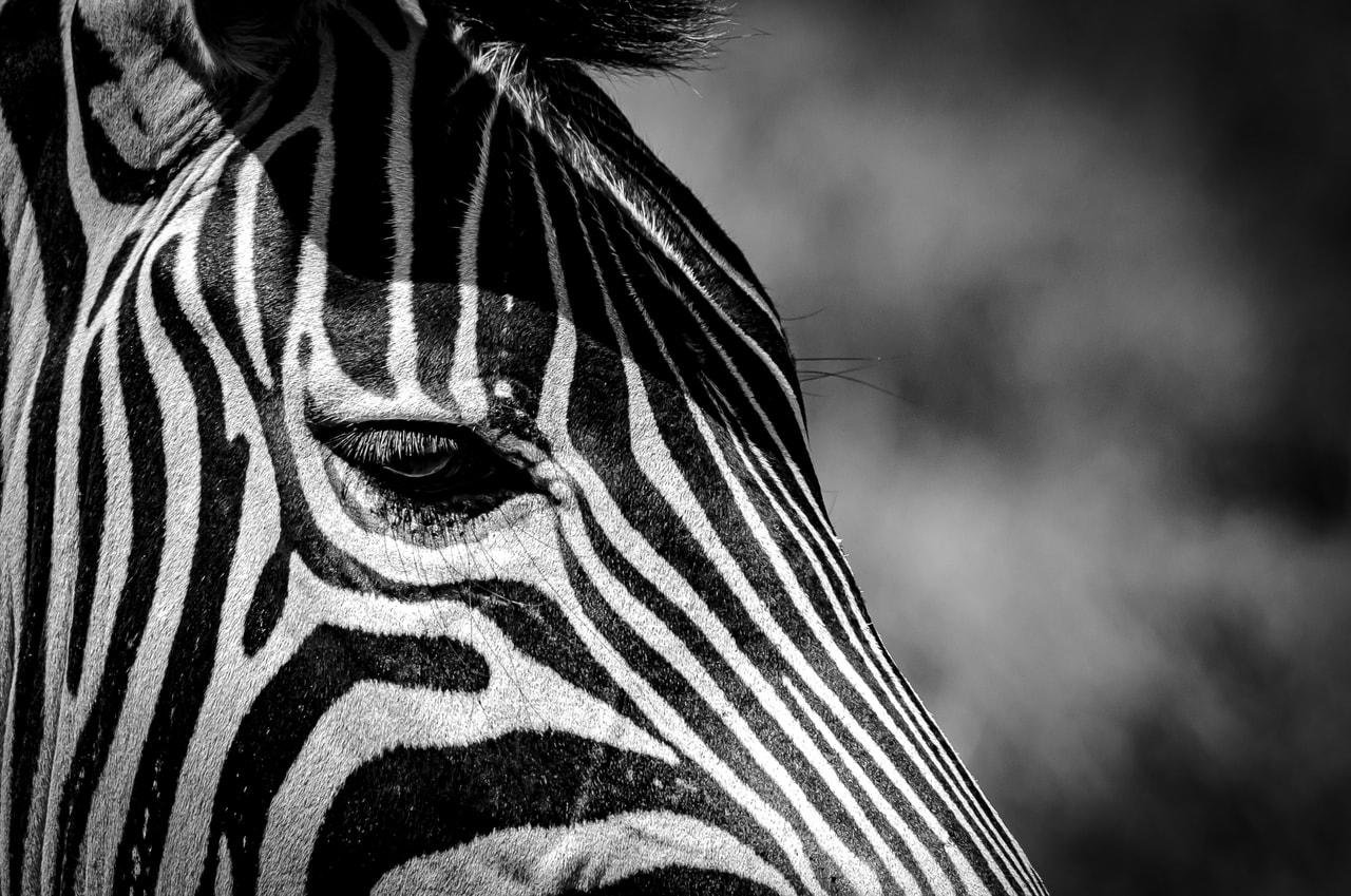 The image shows a close-up of a zebra's face, focusing on its distinctive black and white stripes. The photo is in black and white, enhancing the contrast of the stripes.