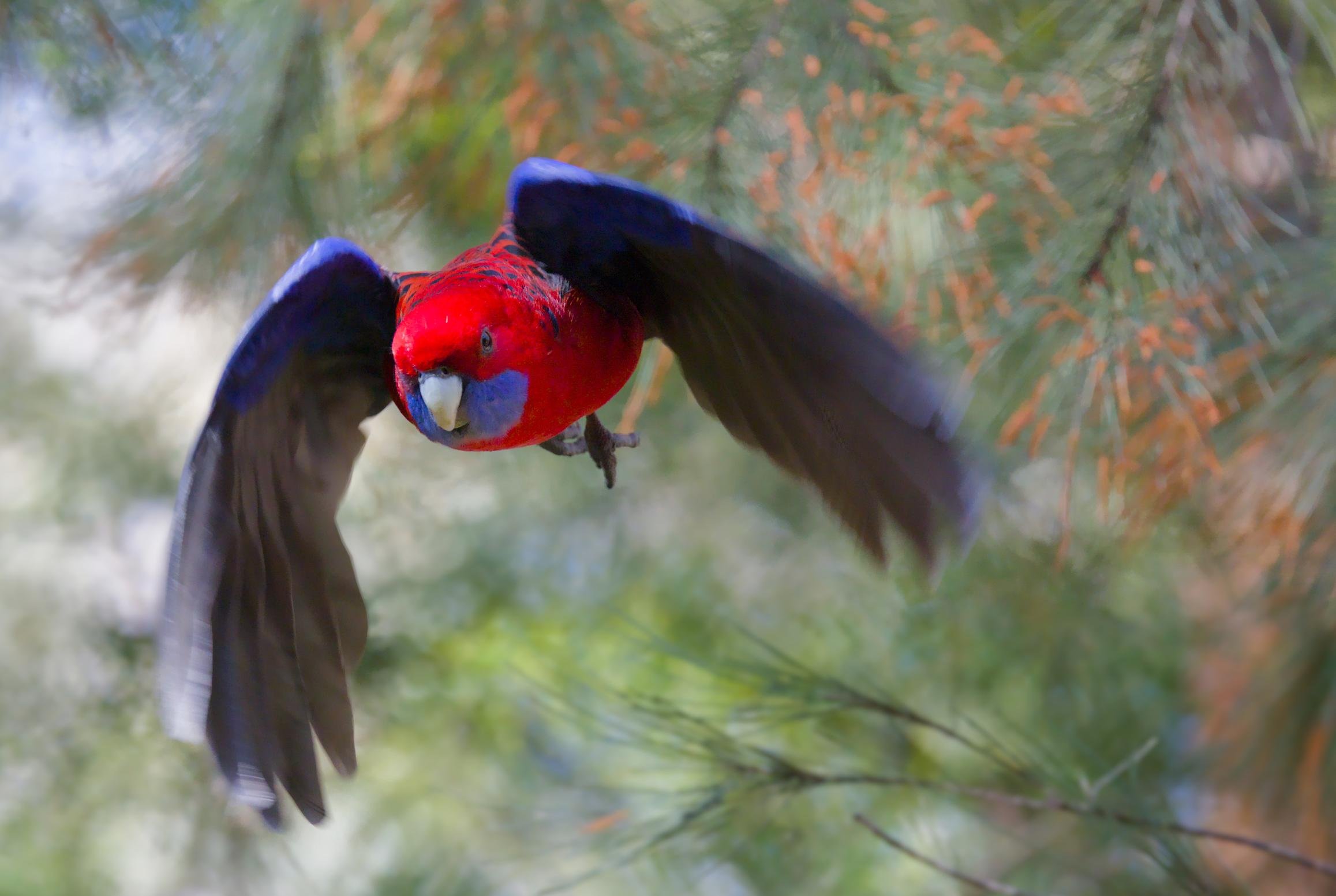 A Crimson Rosella flying toward the camera with wings spread, framed by soft-focus pine needles and branches in the background.
